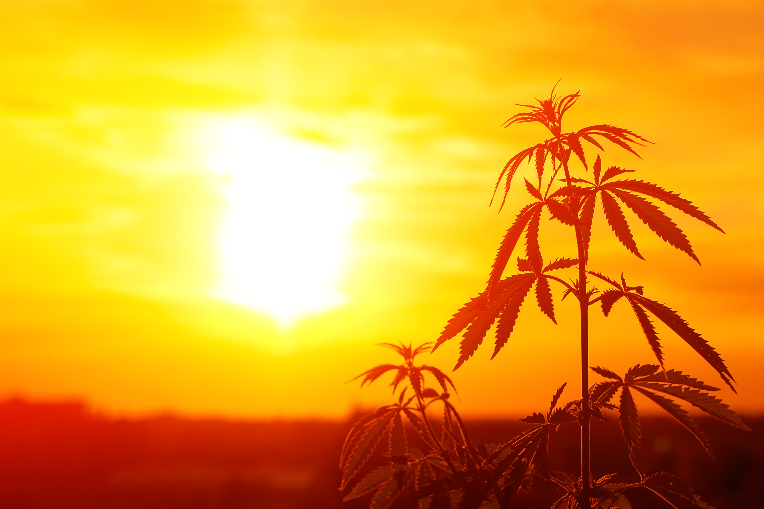 Silhouette of a cannabis plant with the sun in the background.