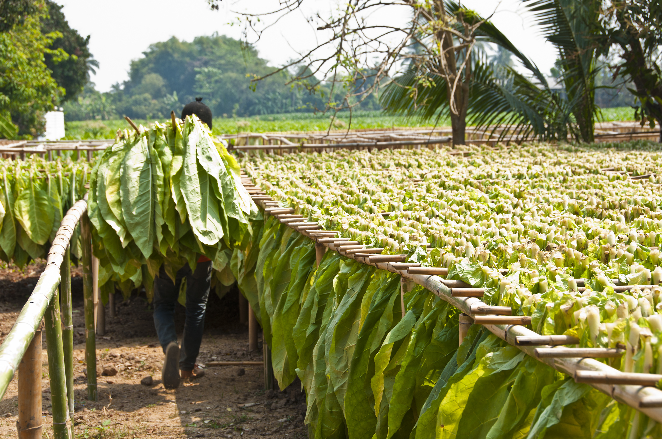 Worker drying tobacco leaves
