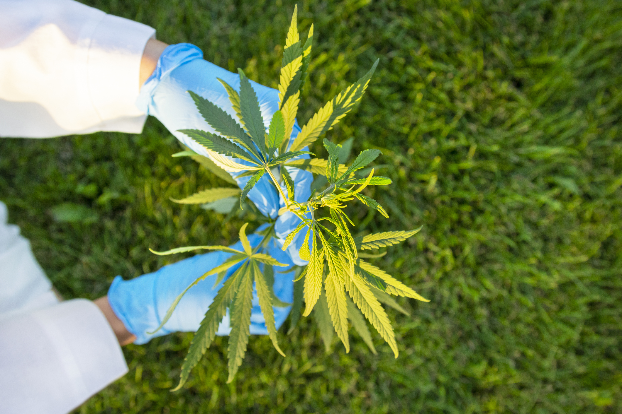 Hands in surgical gloves holding cannabis plants.