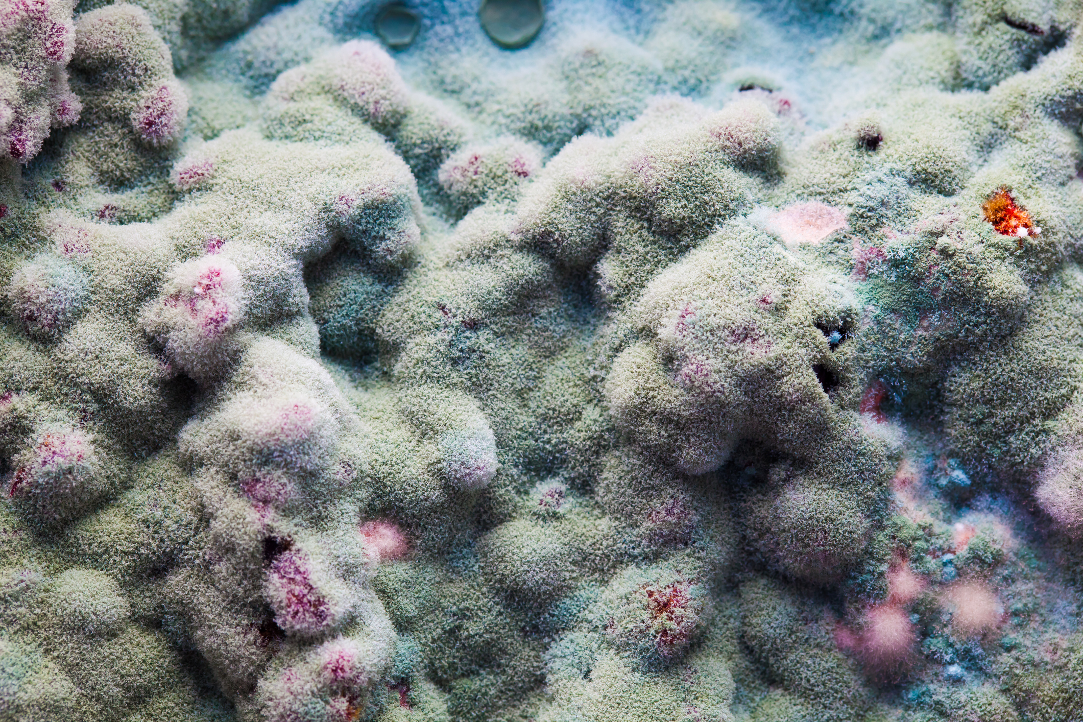 Mold.