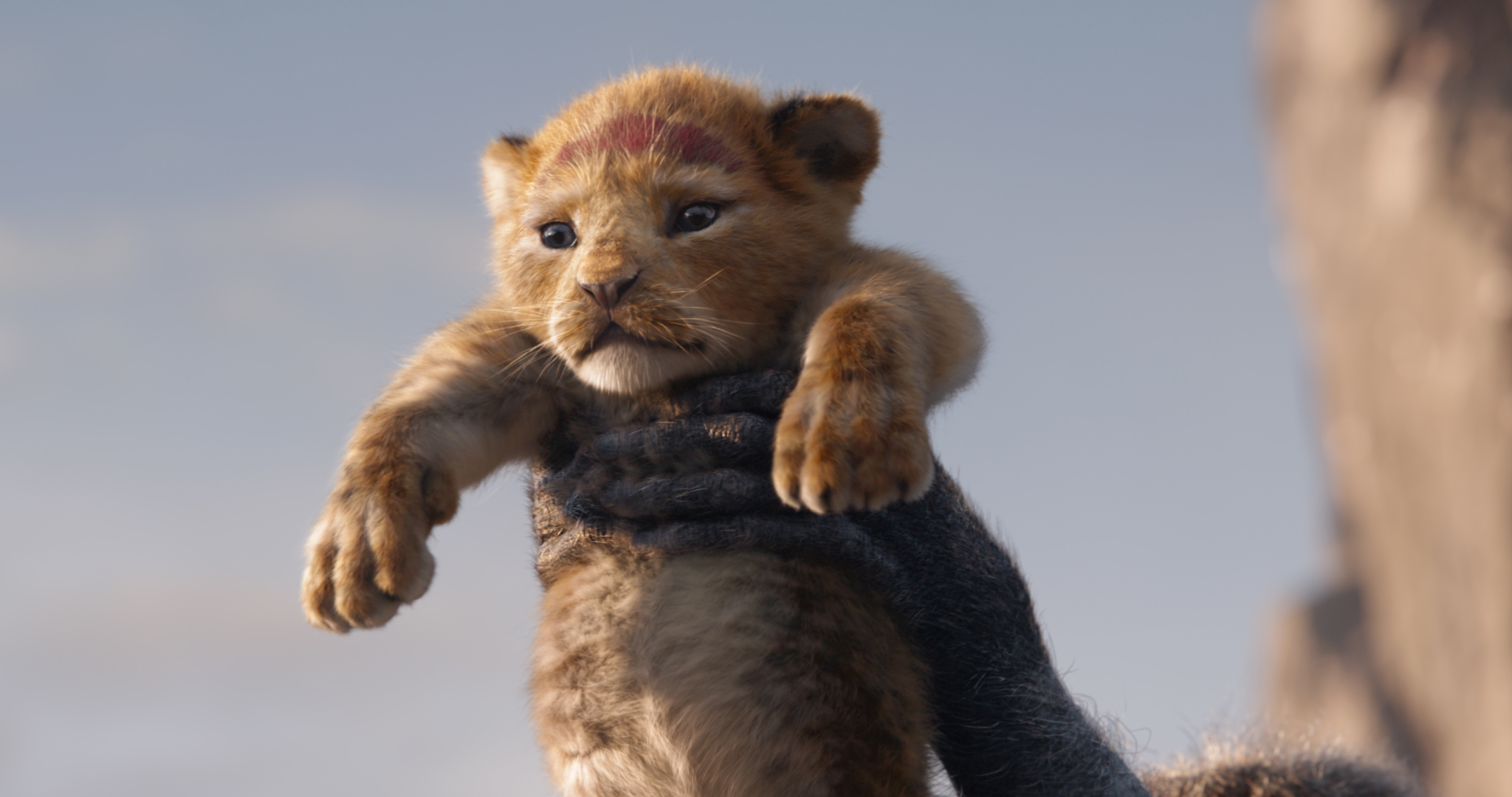 A lion cub being held up for all to see.