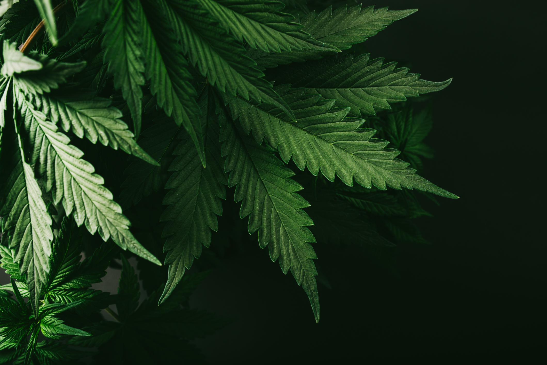 A close-up of a cannabis plant.