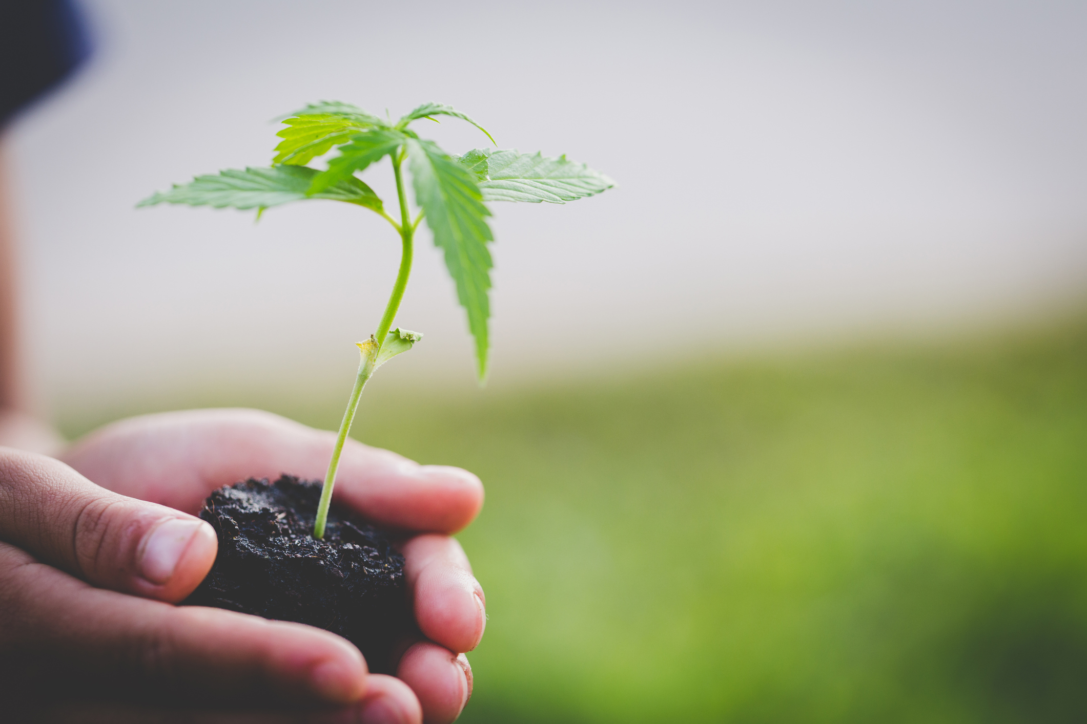 A pair of hands holding a baby pot plant.