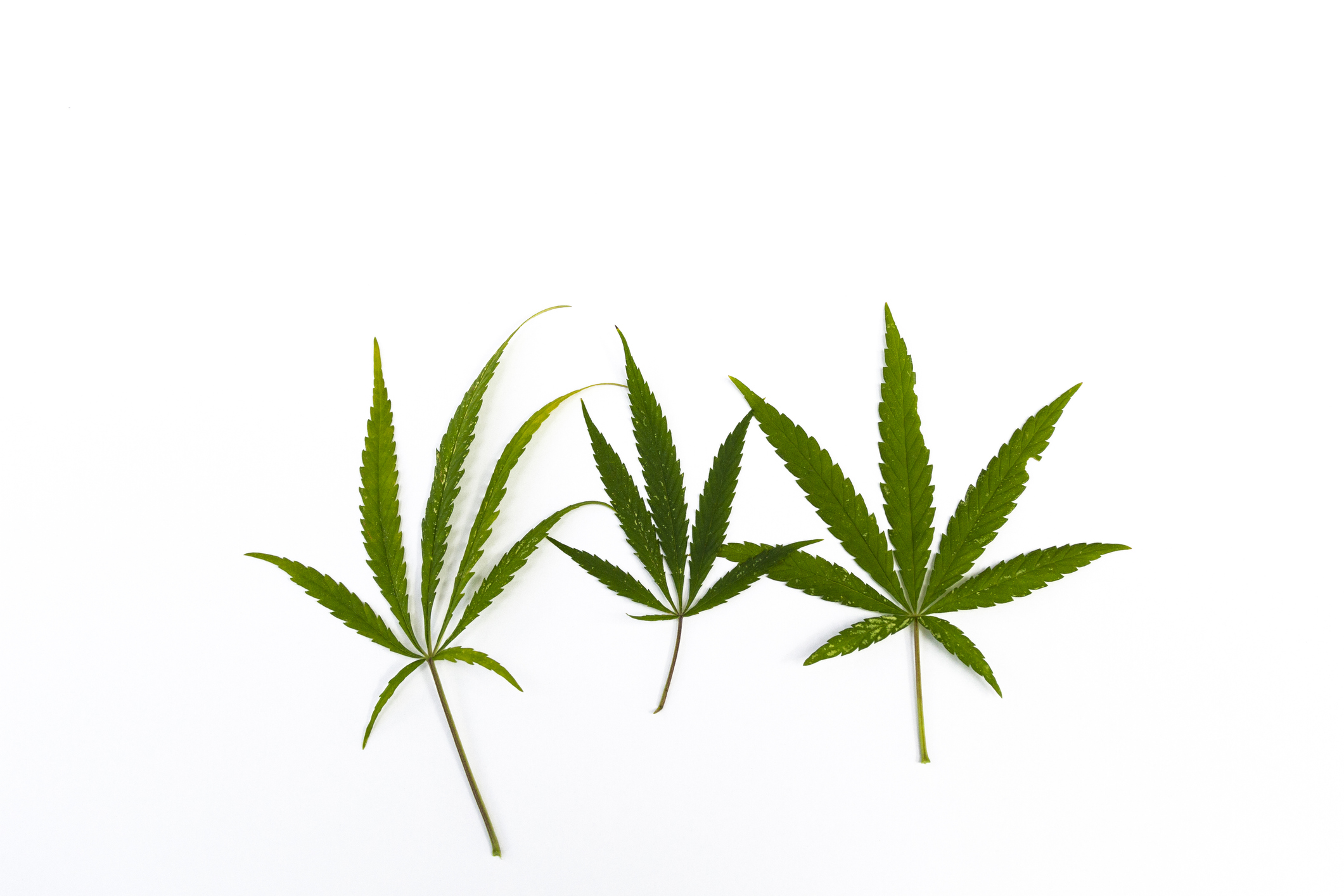 Three cannabis leaves