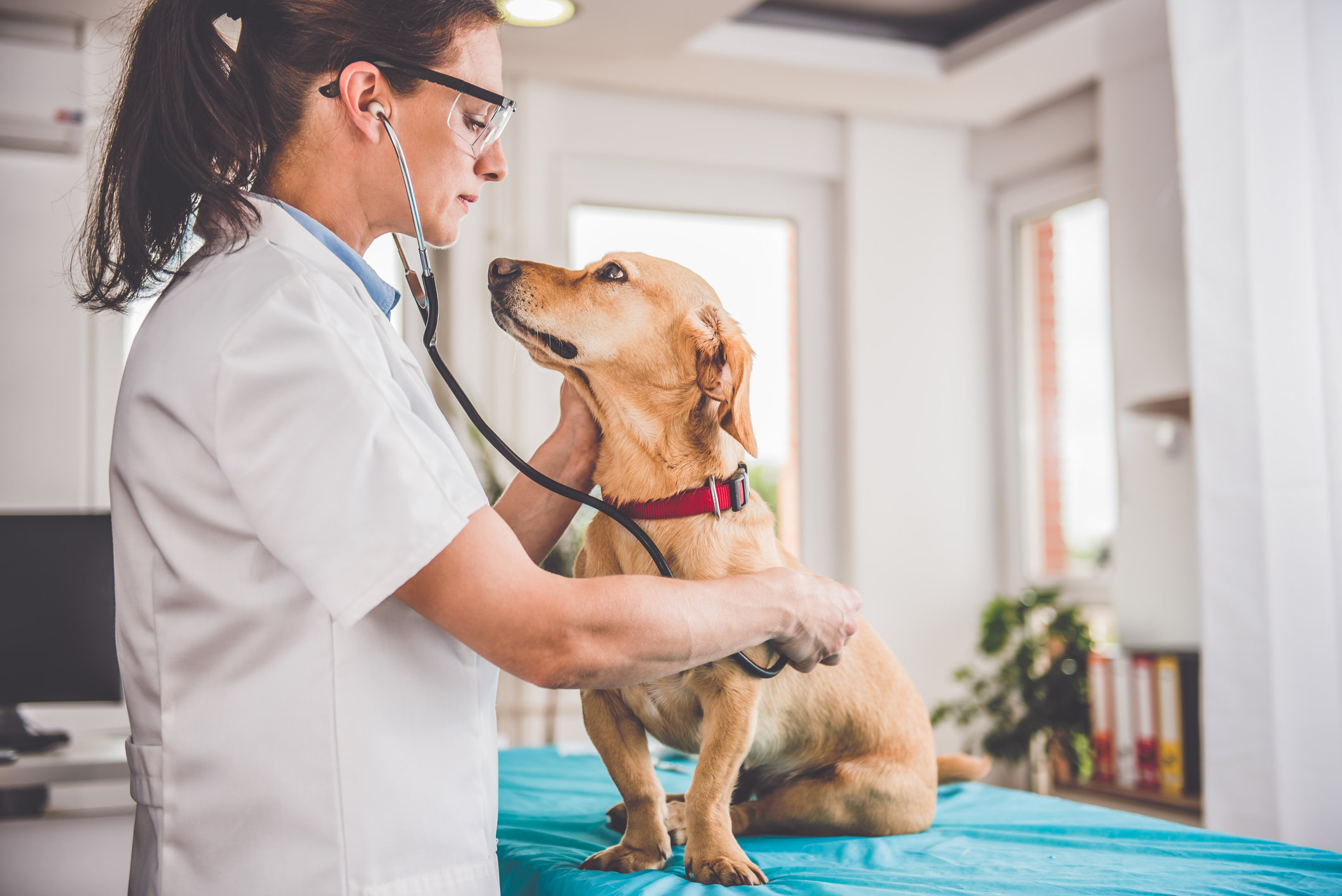 Veterinarian listening to a dog's heart