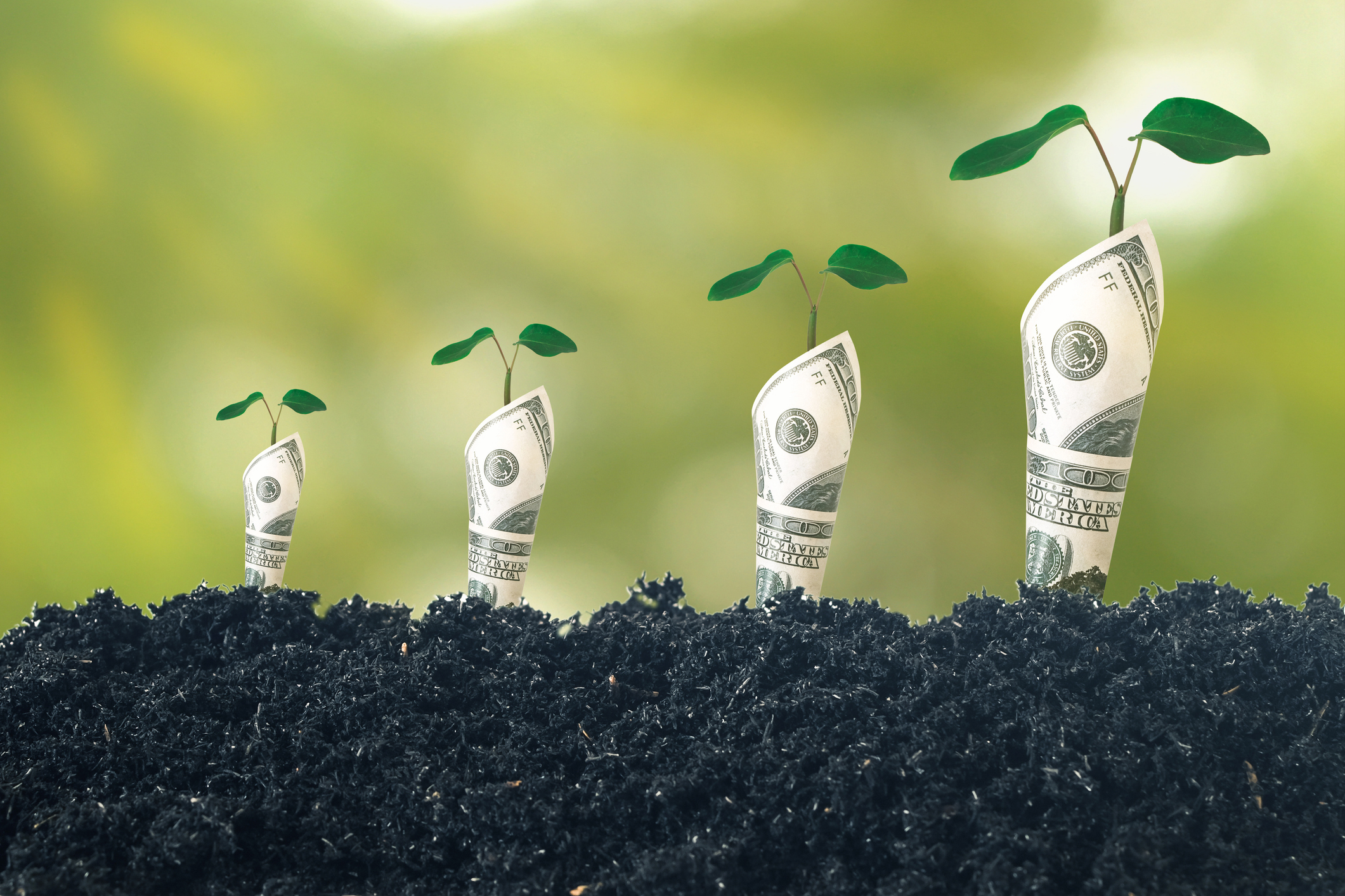 One hundred dollar bills rolled and planted in the soil with saplings growing out of them