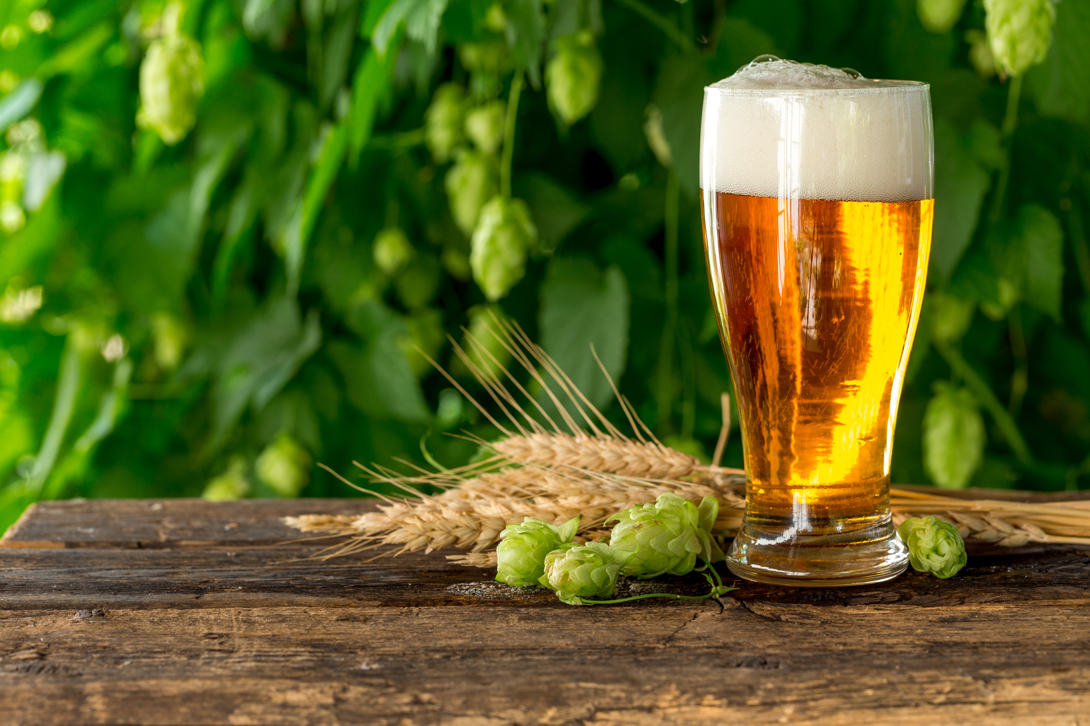 A glass of light-colored beer with wheat and hops outside of the glass.