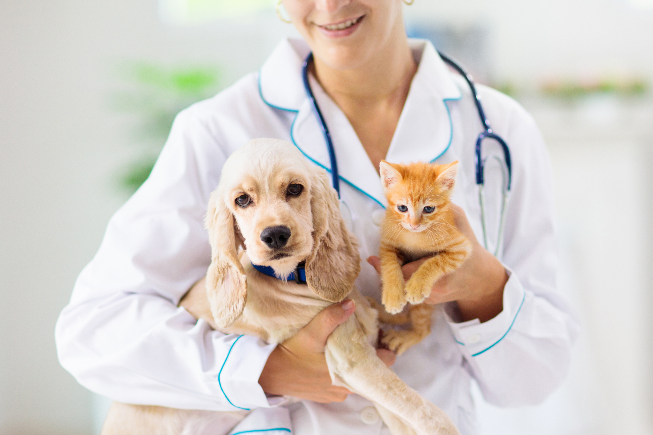 Veterinarian holding a dog and a cat.