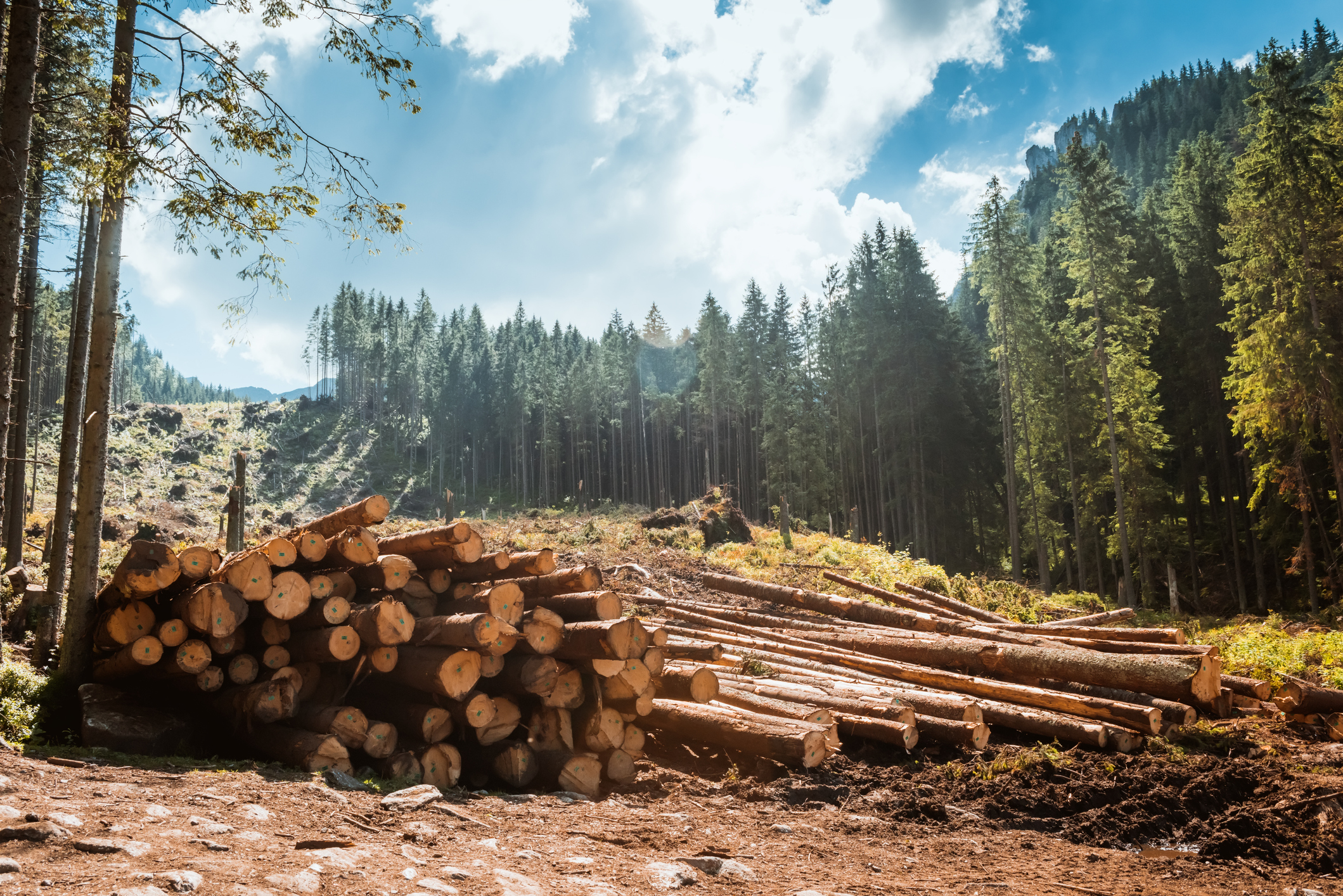 Tree logs stacked after harvest.