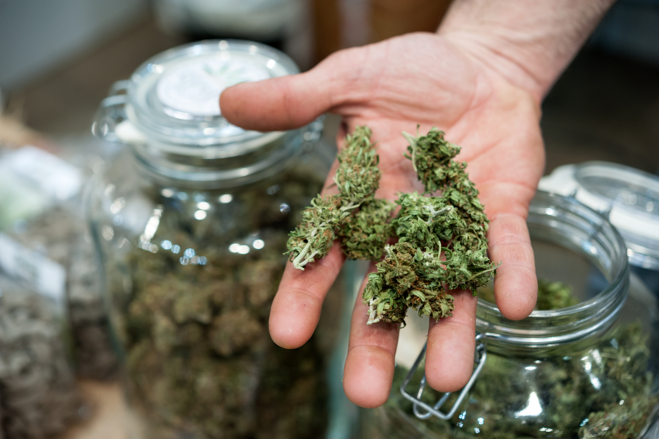 A hand holding cannabis buds.