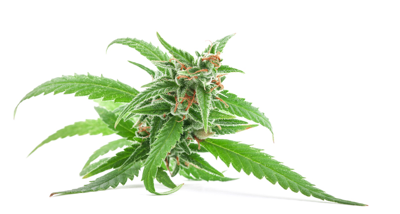 Could Aurora Cannabis Turn Its Q3 Success Into Long-Term Growth?