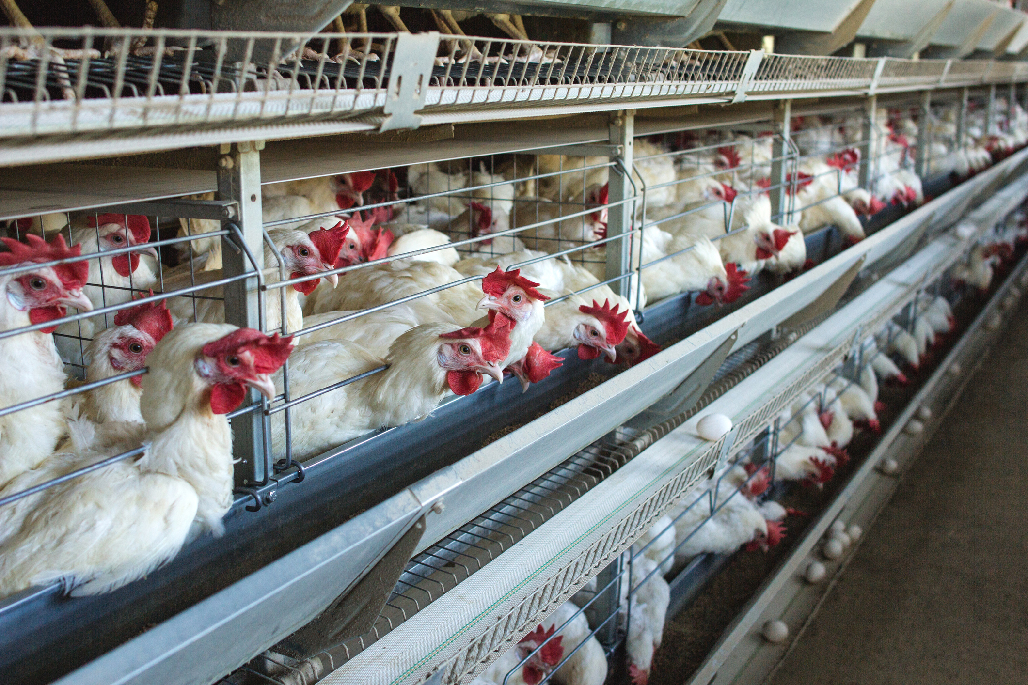 chickens in coups at a chicken farm