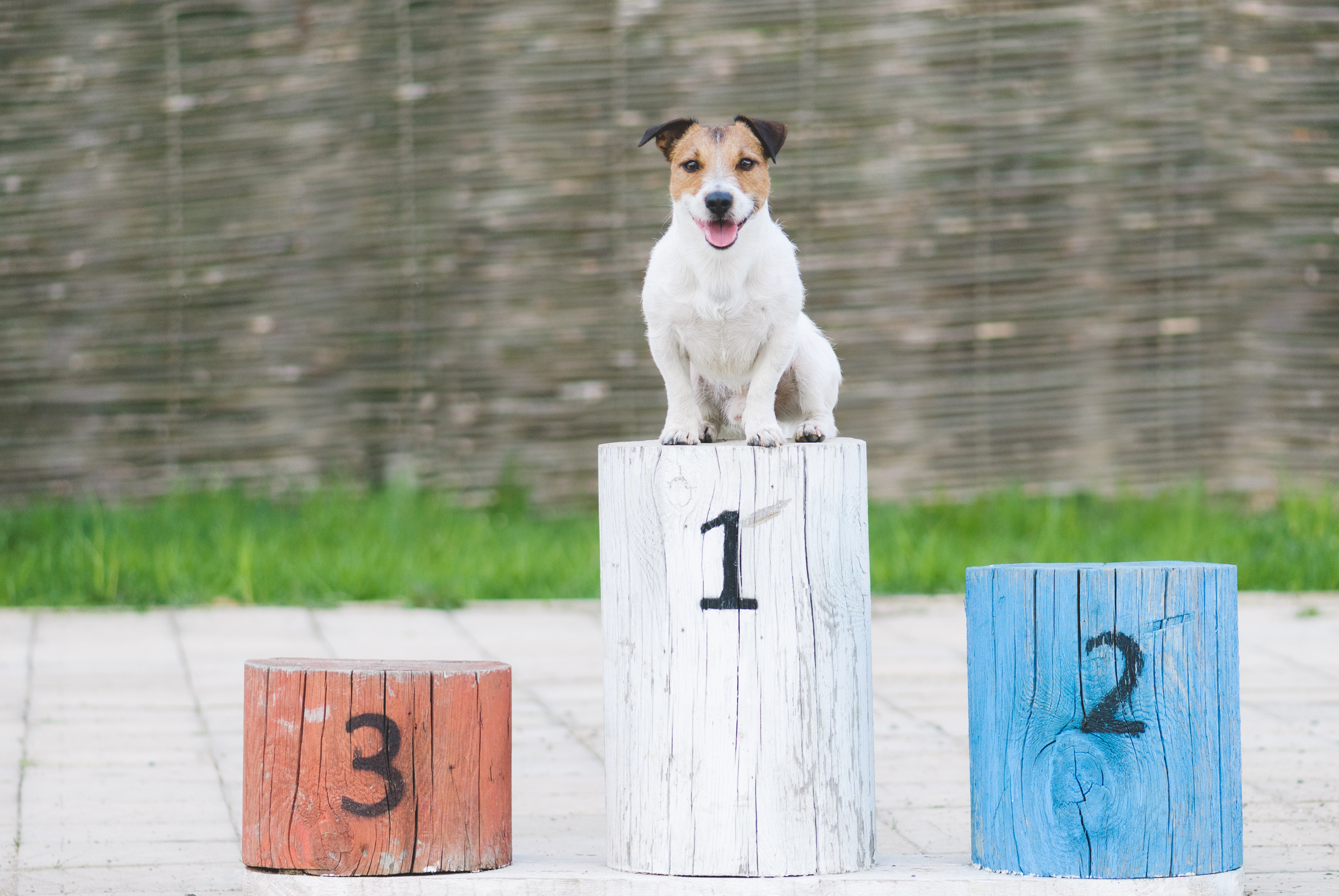 Dog sitting alone on top of winner's podium, named best in show