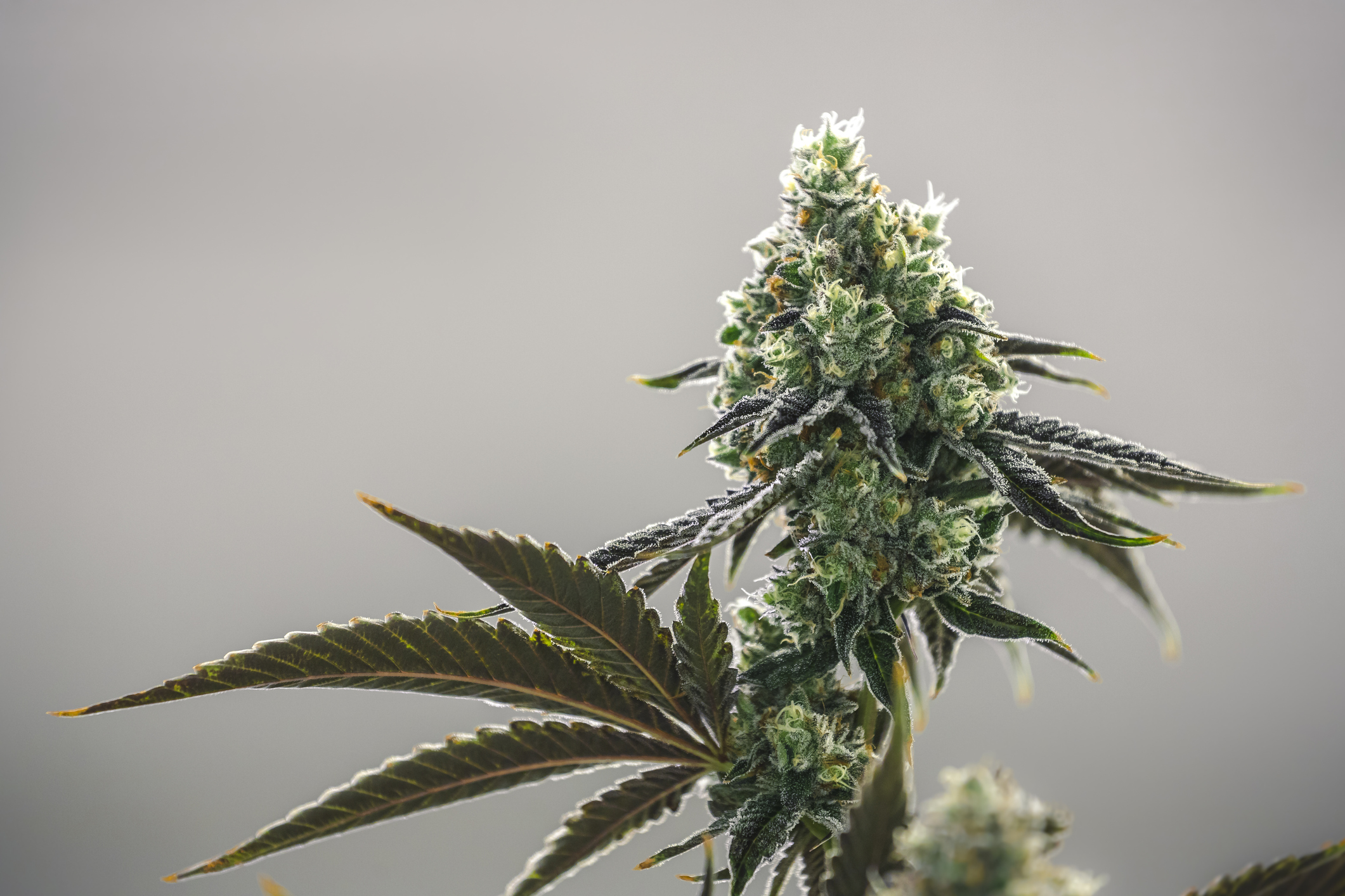 2 Surprises in HEXO's Q3 Results: Is the Pot Stock Finally a Buy?