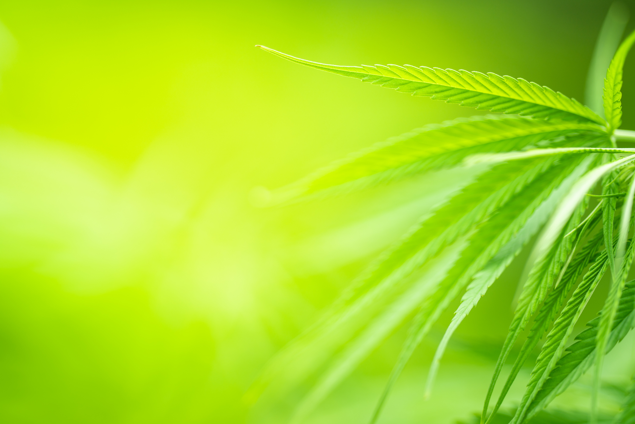 A green cannabis plant.