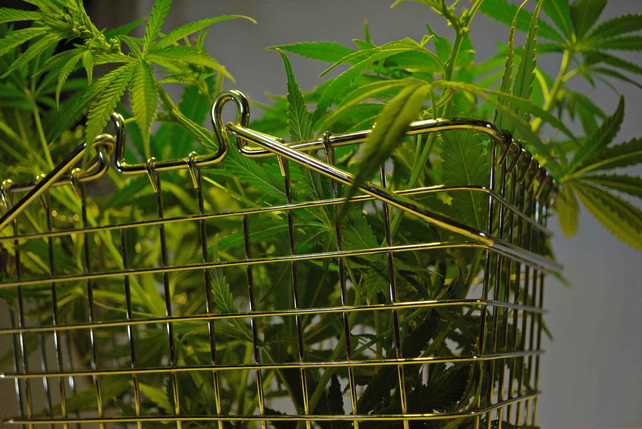Cannabis Leaves Basket ETF Pot Weed Marijuana Legal Canada US Flower Getty