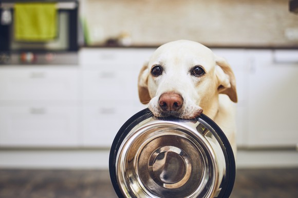A large dog holding his food dish in his mouth, as if to signify he's hungry.