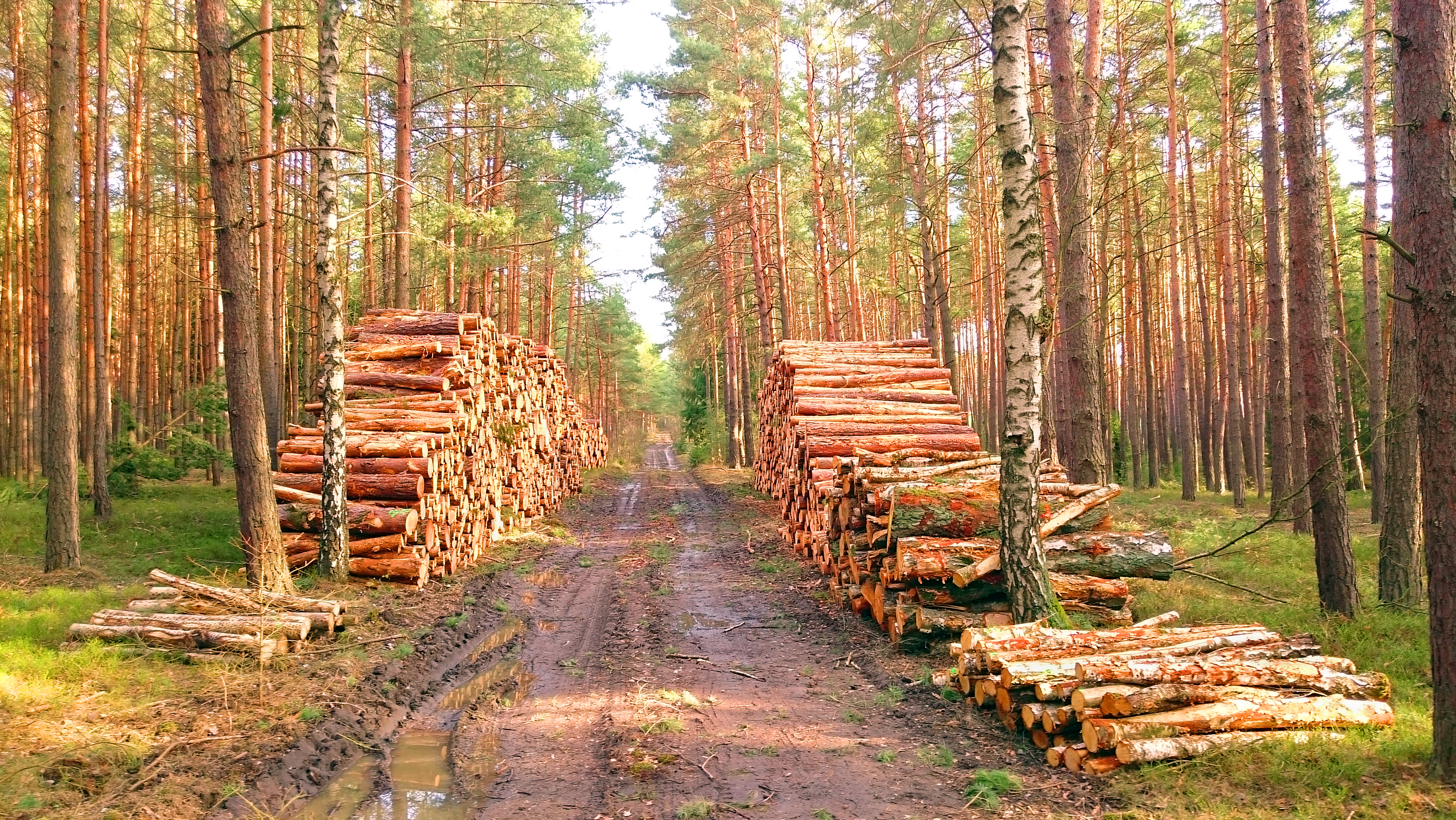 Timber stacked by side of a forest dirt road.