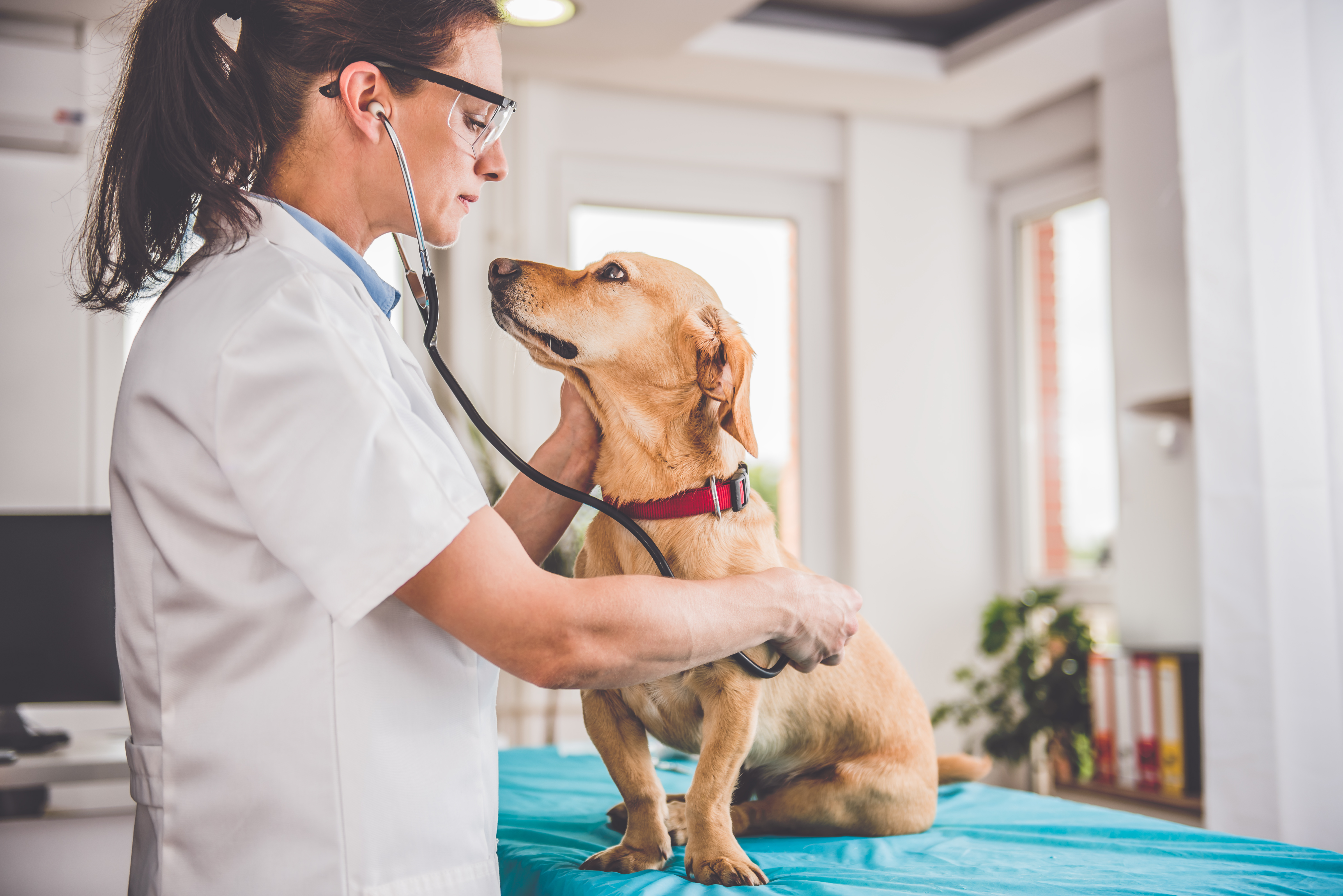 Veterinarian examining beagle at the clinic.