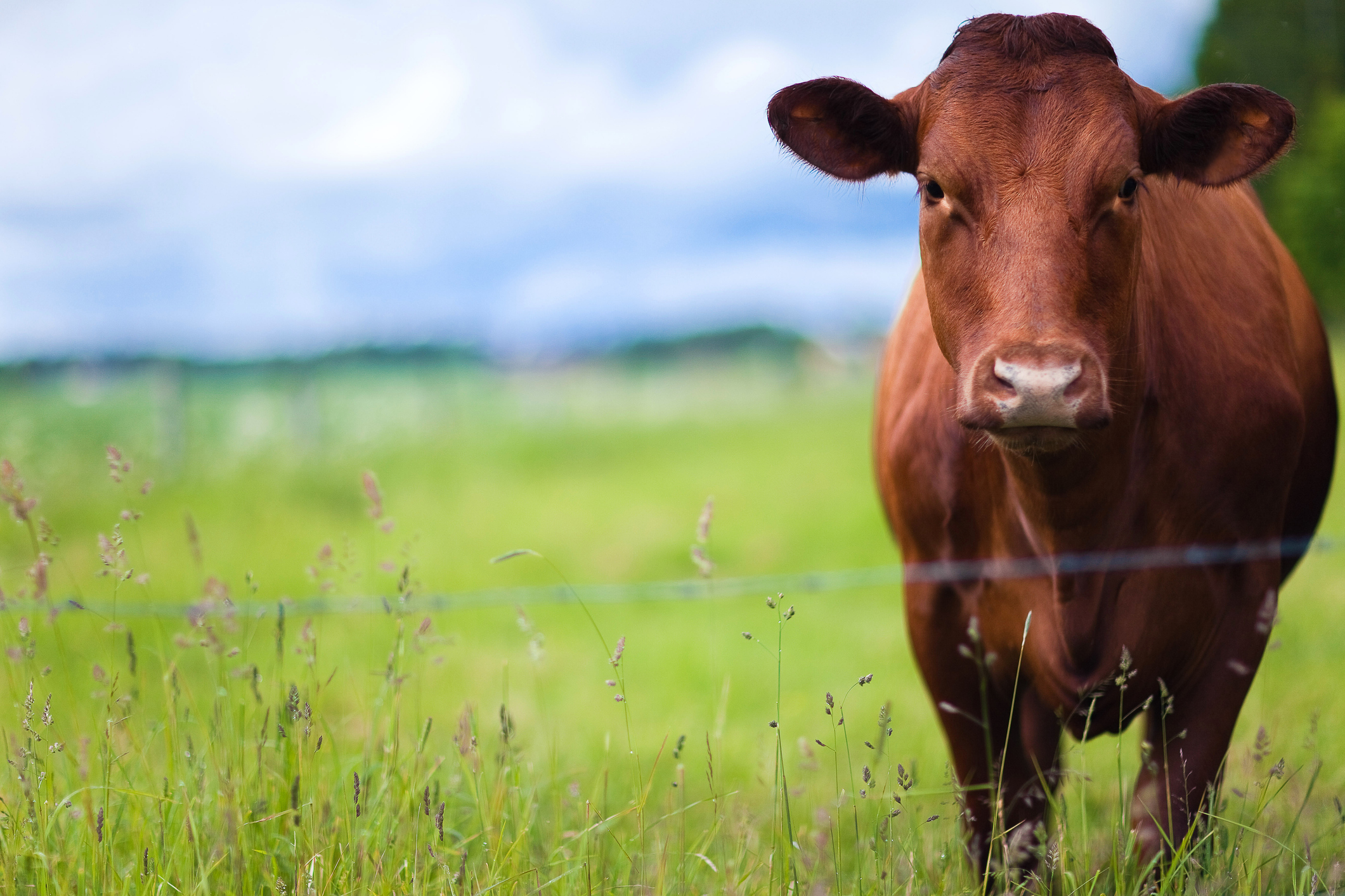 a brown cow in a pasture