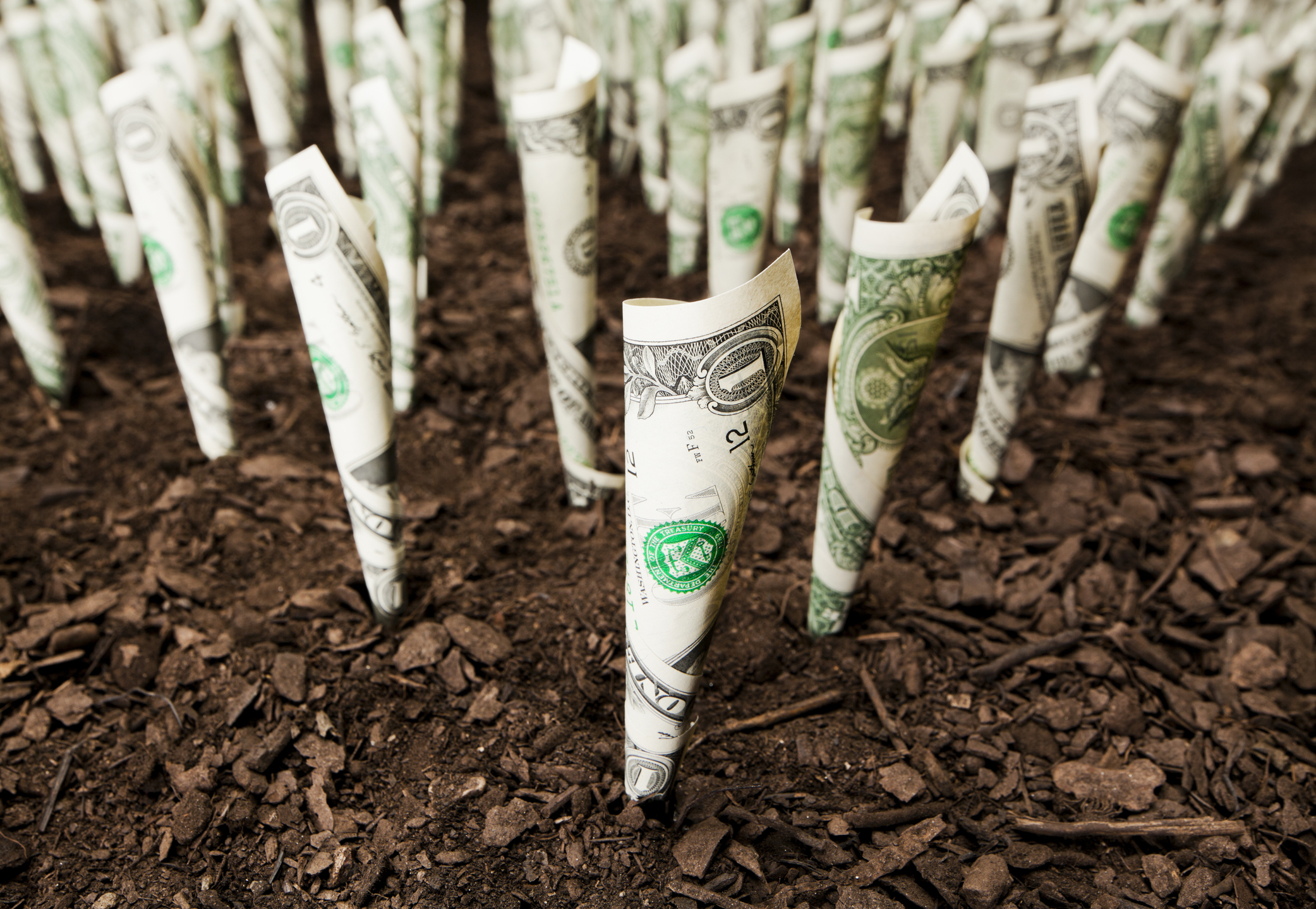 Dollar bills appear to be growing out of a patch of soil.