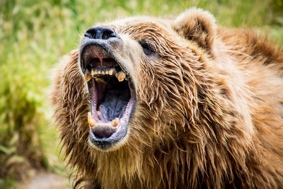 Growling bear with shrubs behind.