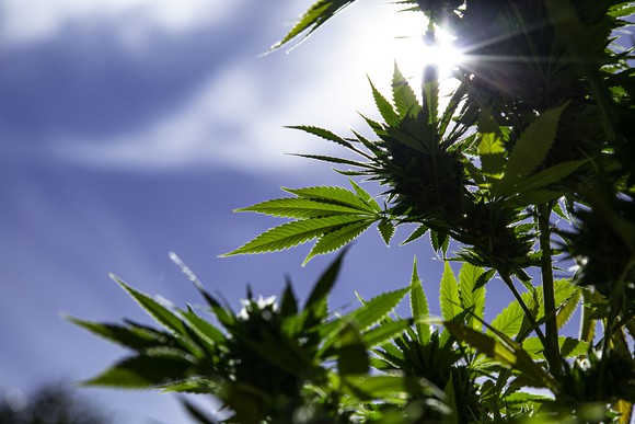 Marijuana leaves with blue sky
