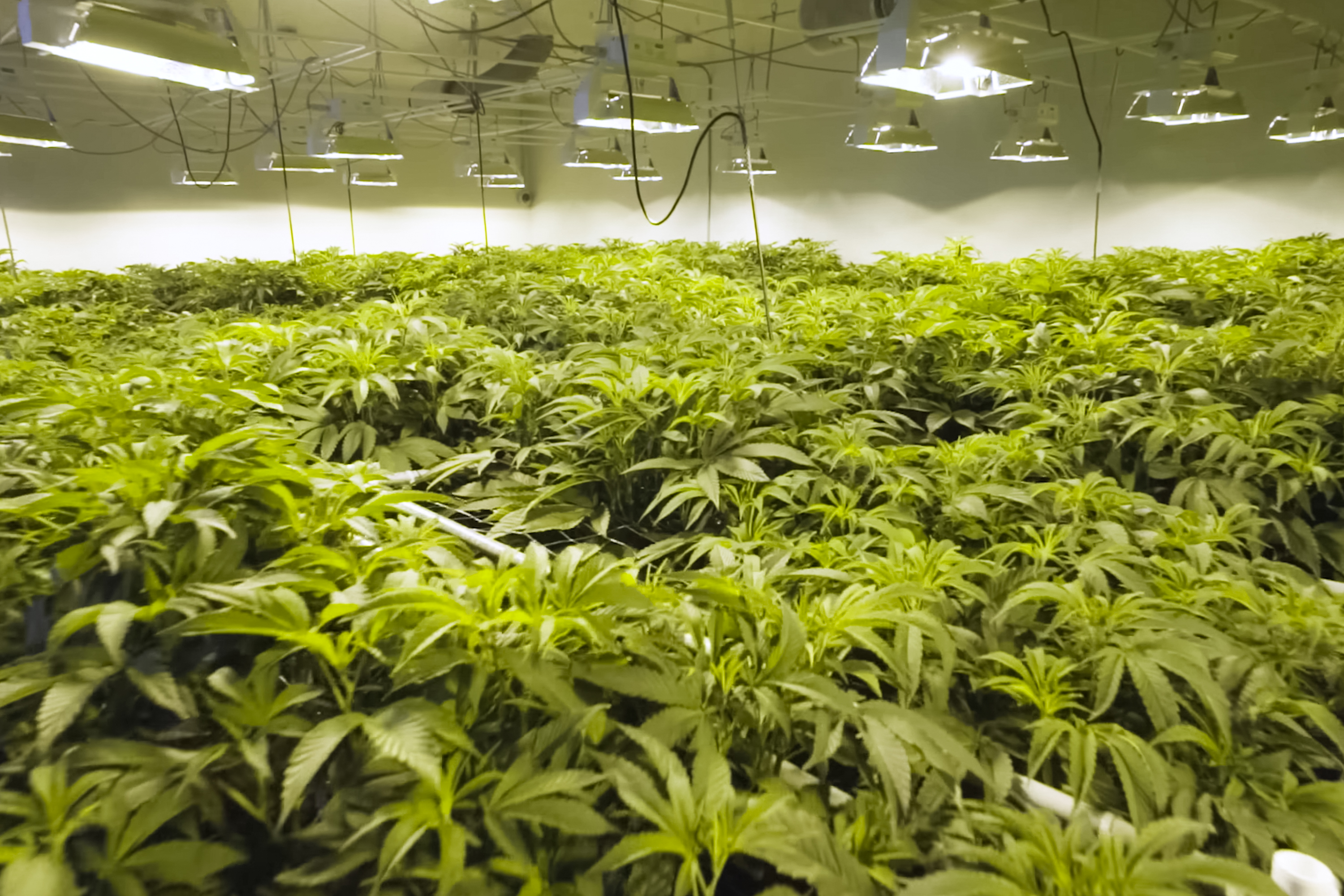 Cannabis plants growing under lights