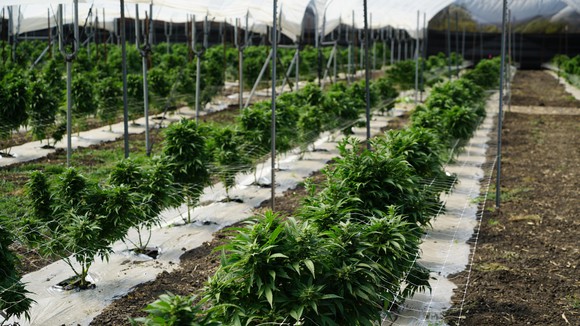 Expanse of marijuana plants grows outdoors, each plant propped up by a stake atop special growing materials