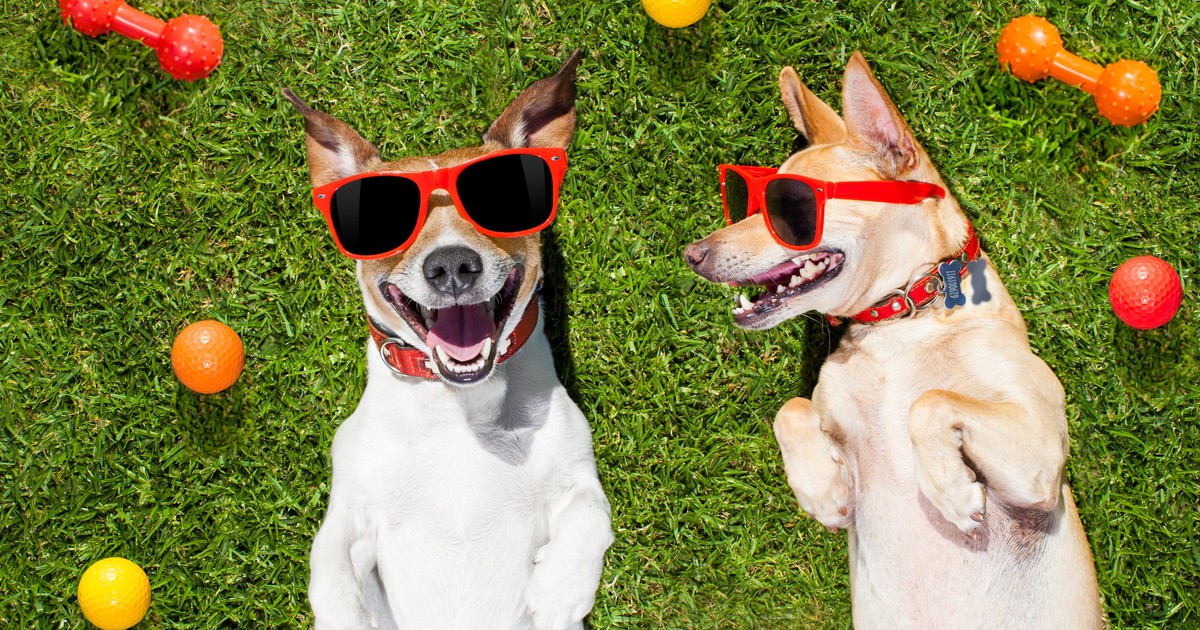 A pair of dogs wearing sunglasses as they lay on a grassy field with chew toys.