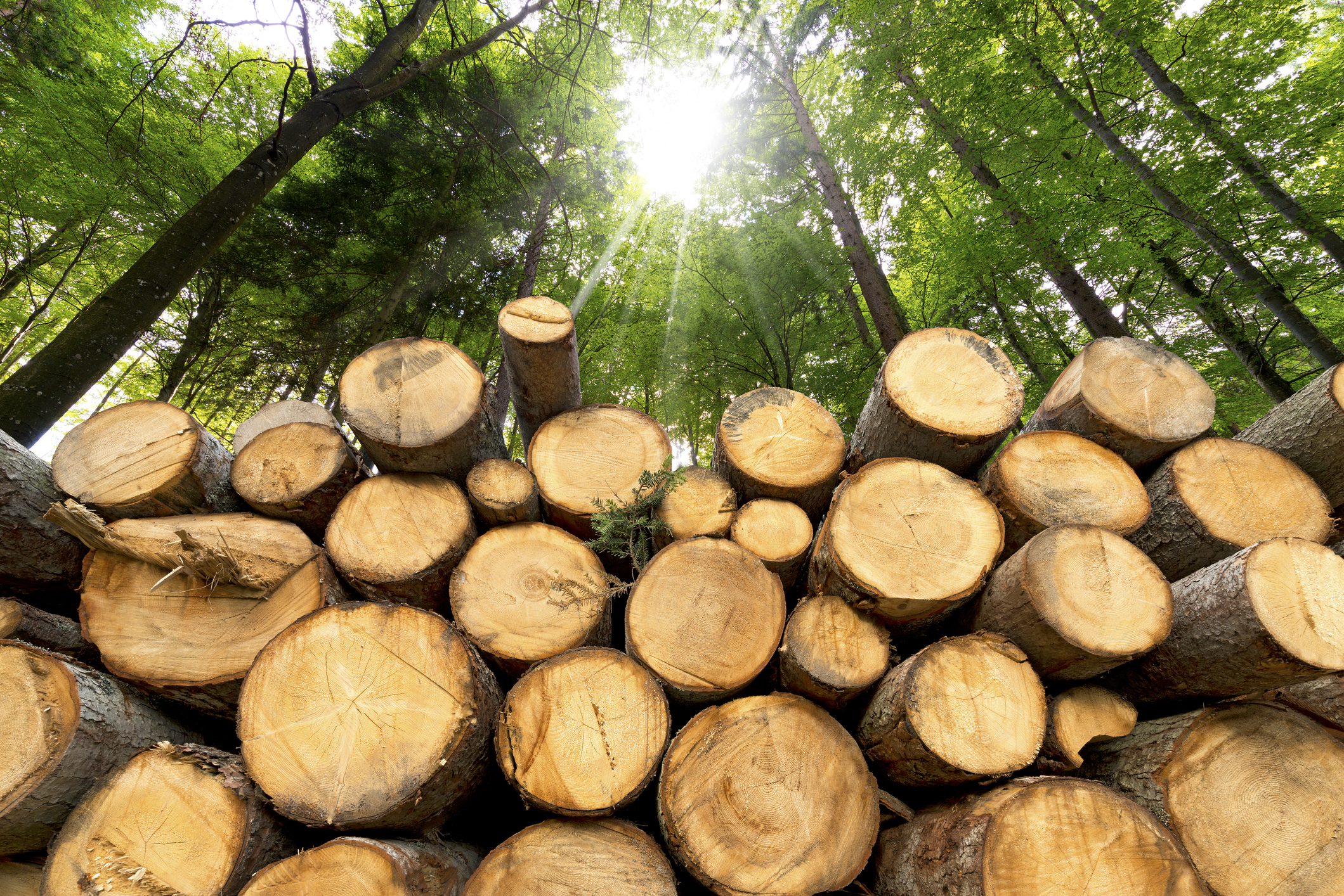 19_03_28 A pile of logs in a healthy forest _GettyImages-527072689