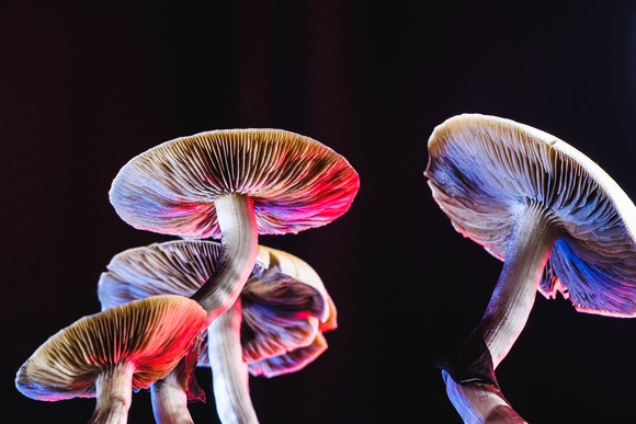 psychedelic mushrooms against a black background