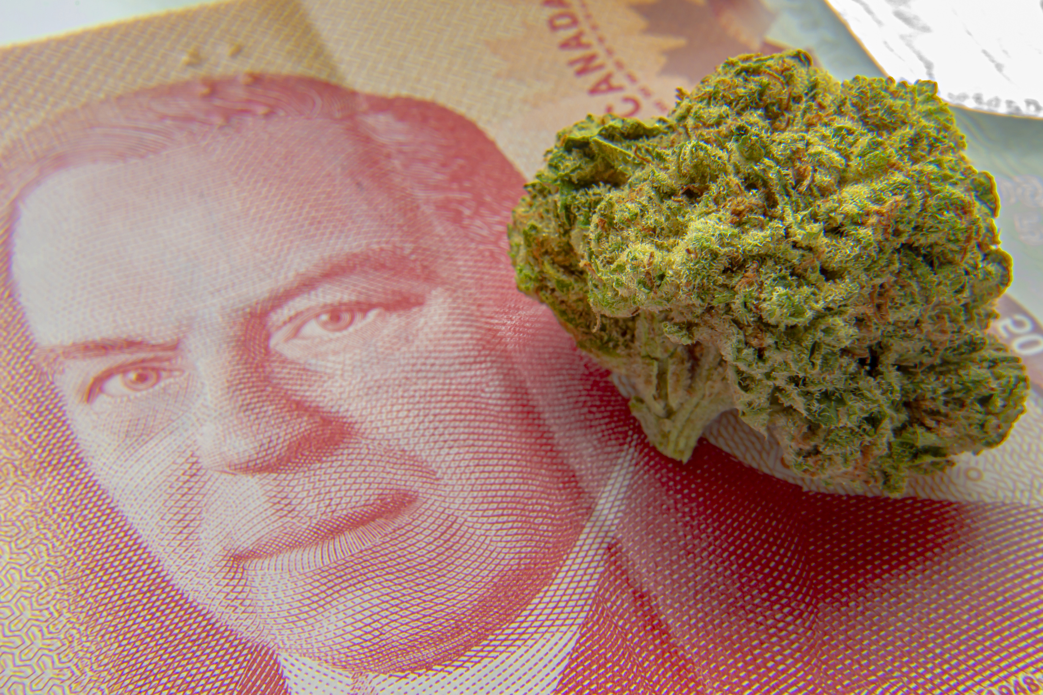 Cannabis flower on a bill of Canadian currency.