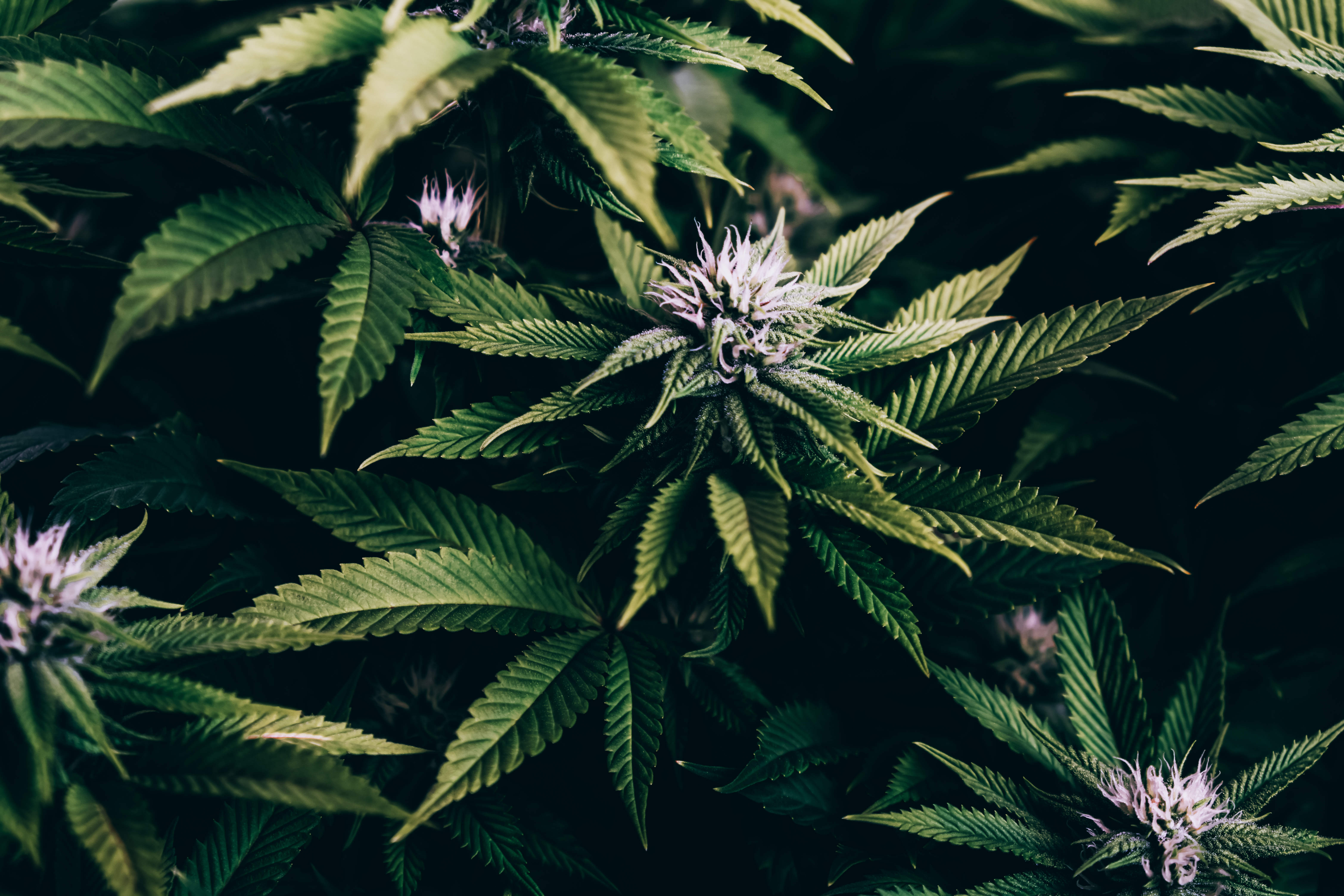 should i sell my pot stocks