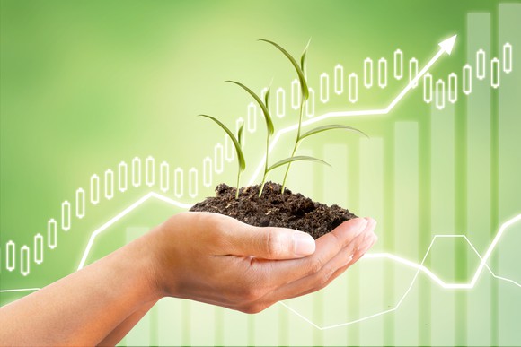 Person holding a pile of dirt in both hands with three small plants going from it.