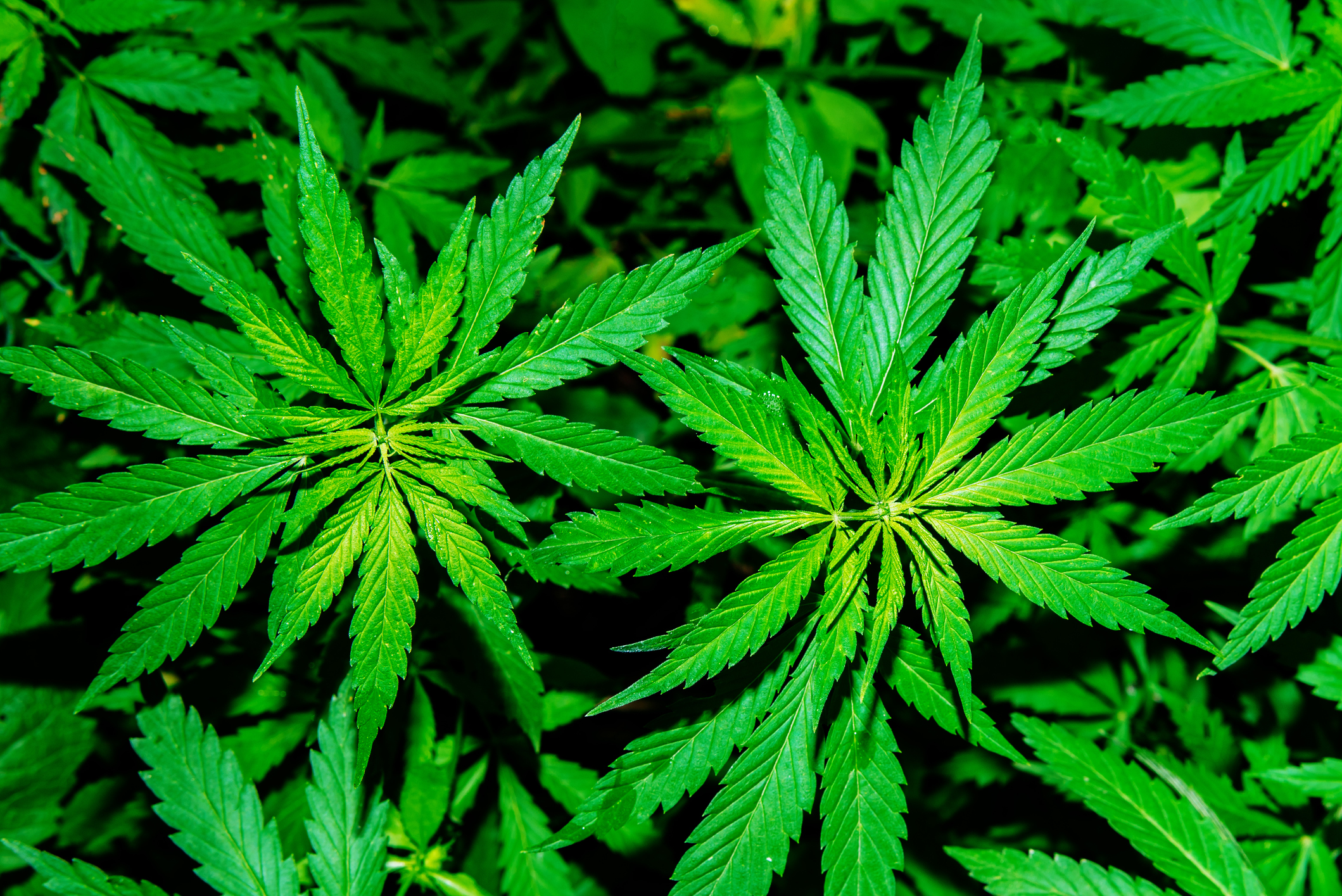 Why Marijuana Stocks Are Smoking Hot Today