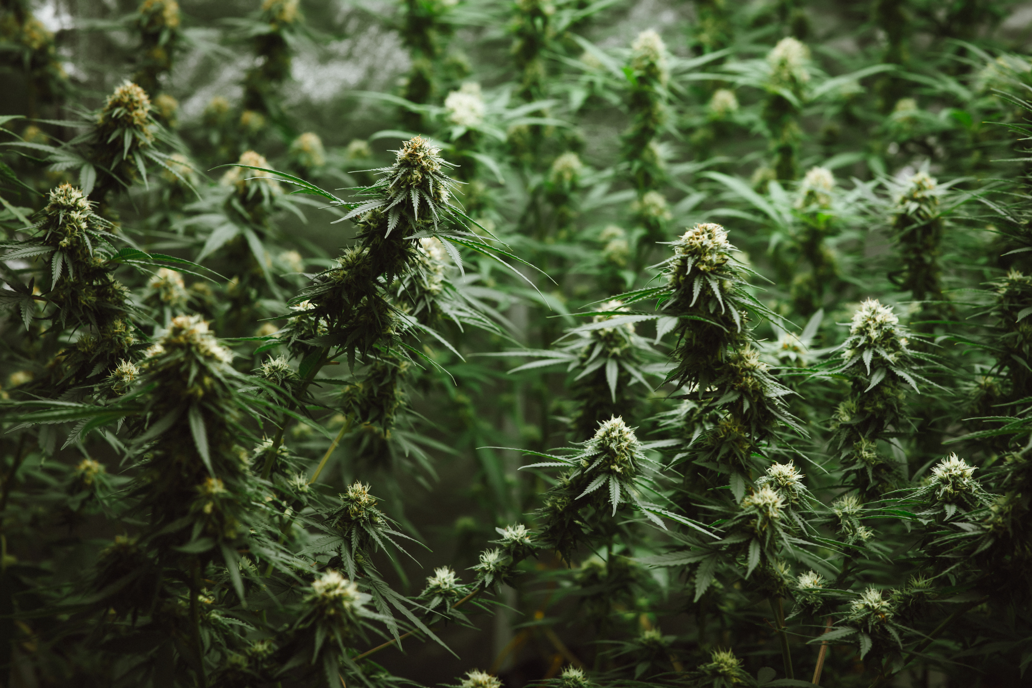 Could Canopy Growth Be a Millionaire-Maker Stock?