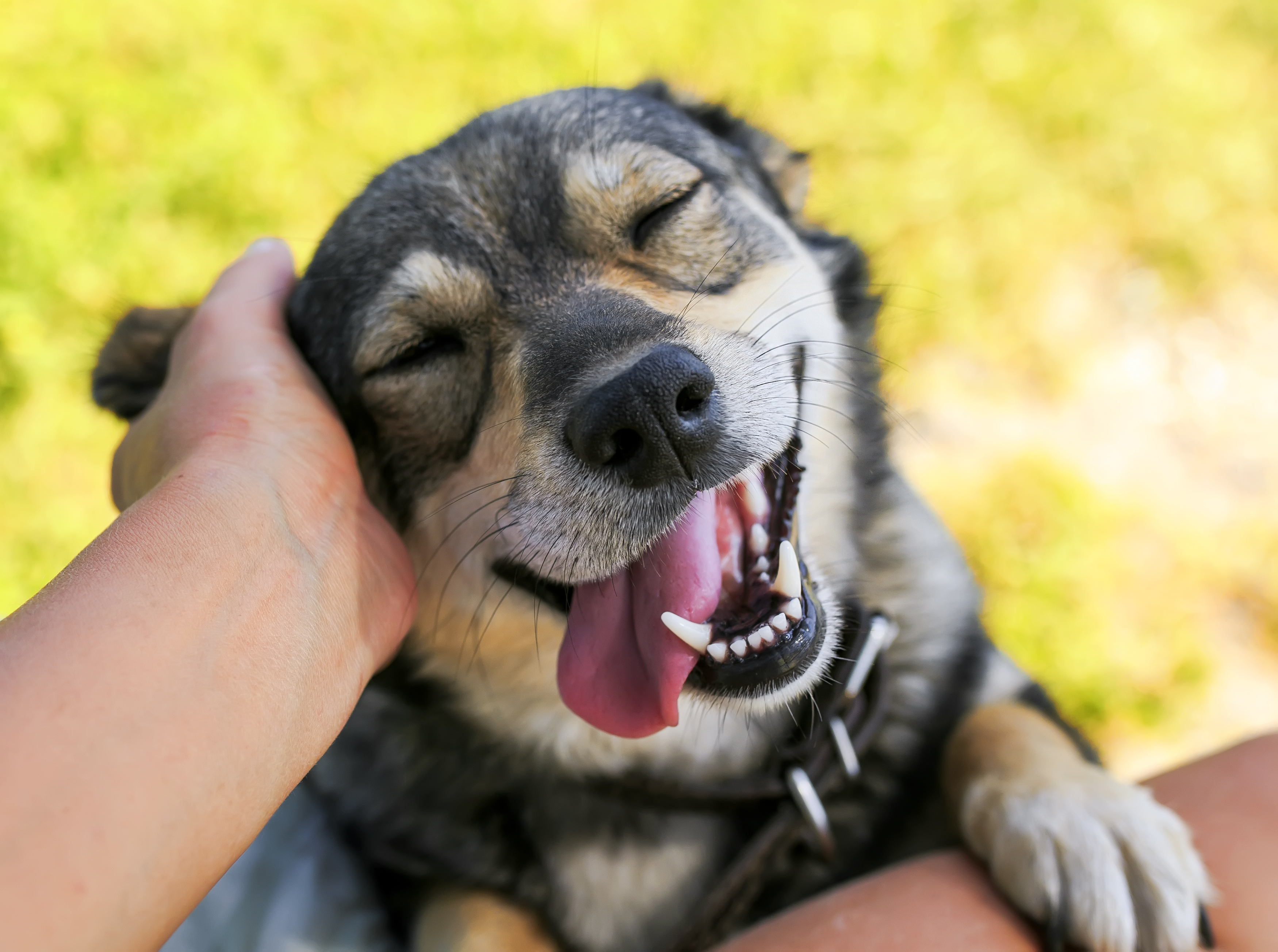 Smiling dog being petted
