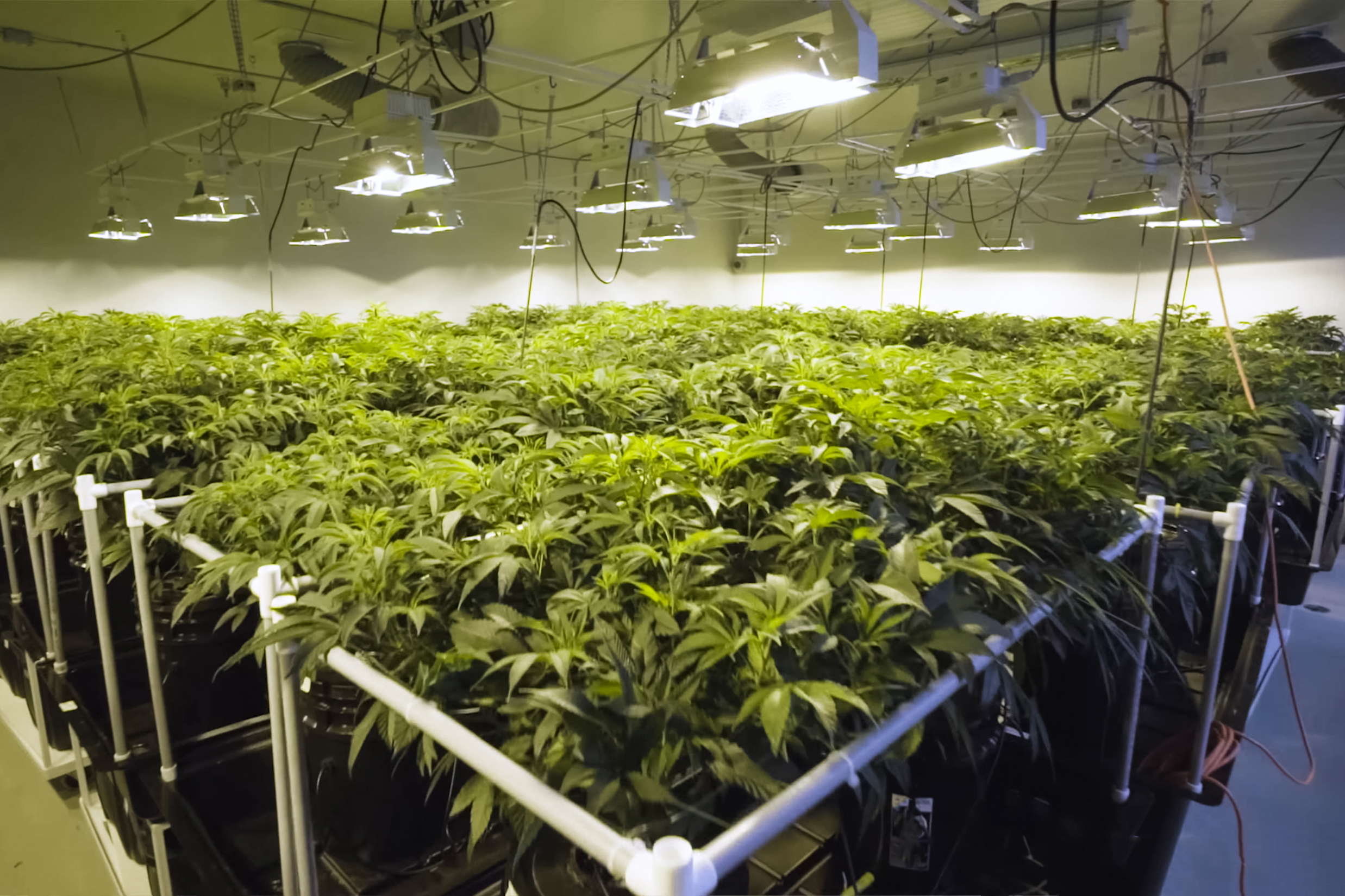 Cannabis growing under lights in an indoor facility