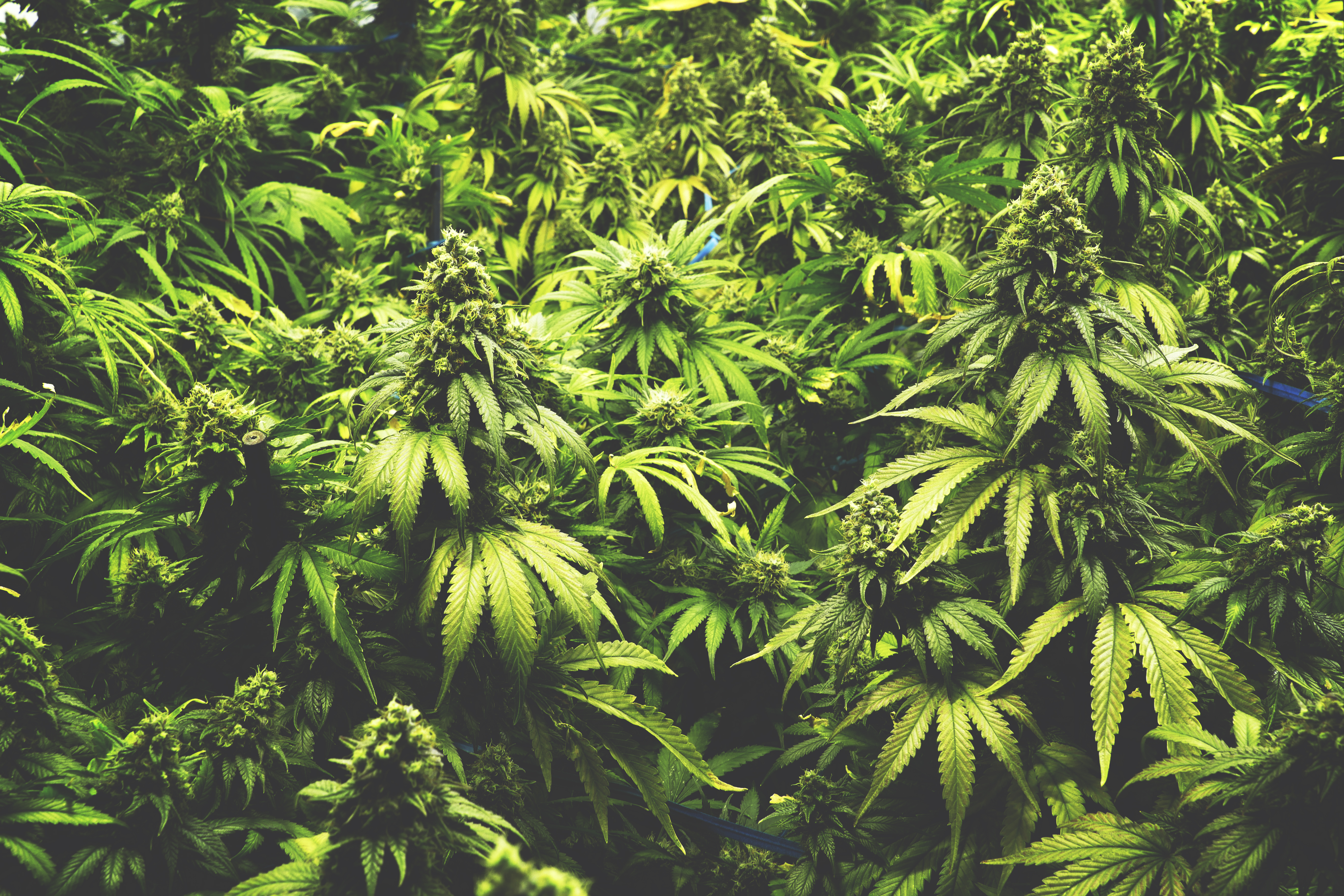 Marijuana plants in a greenhouse. 