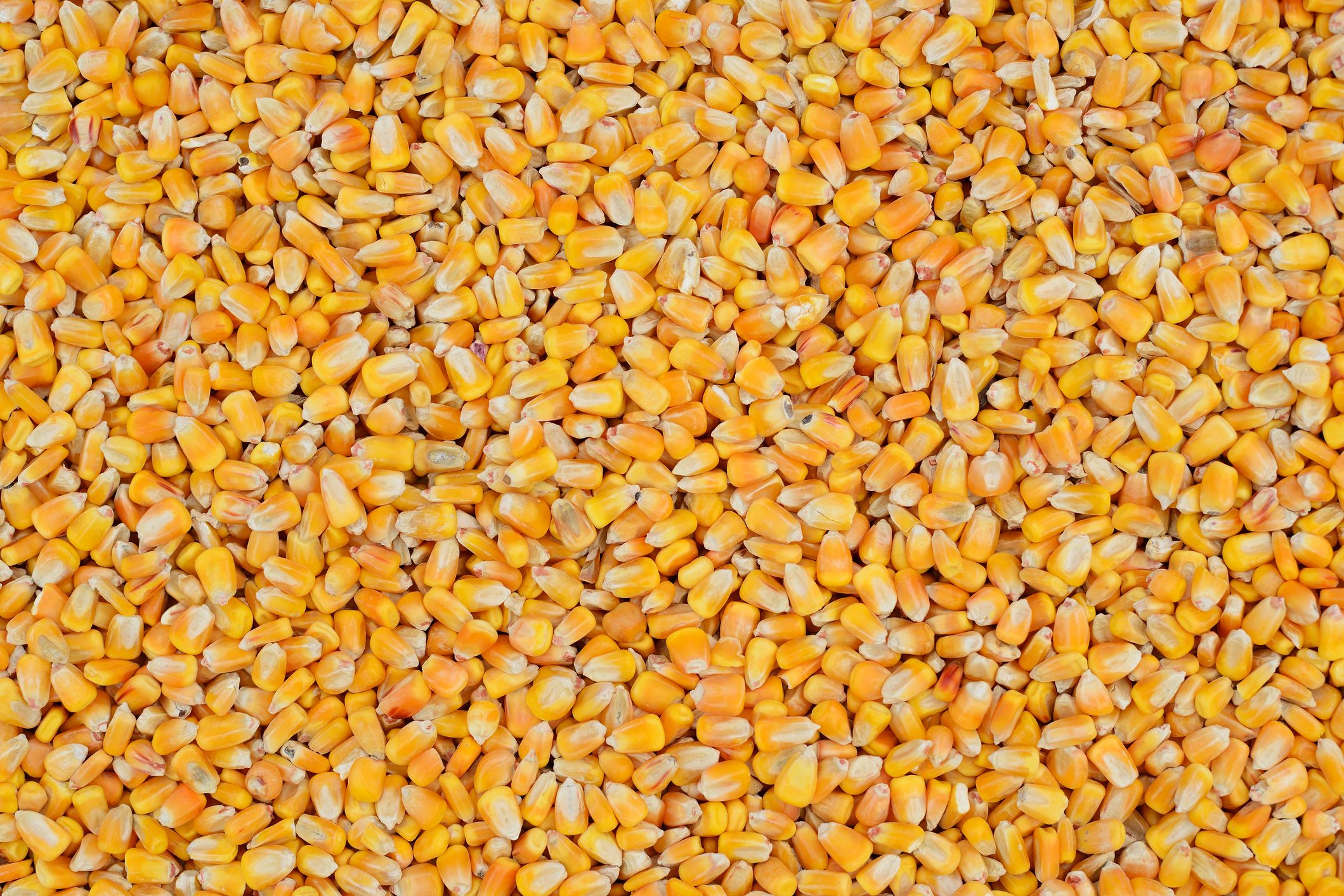Corn kernels.