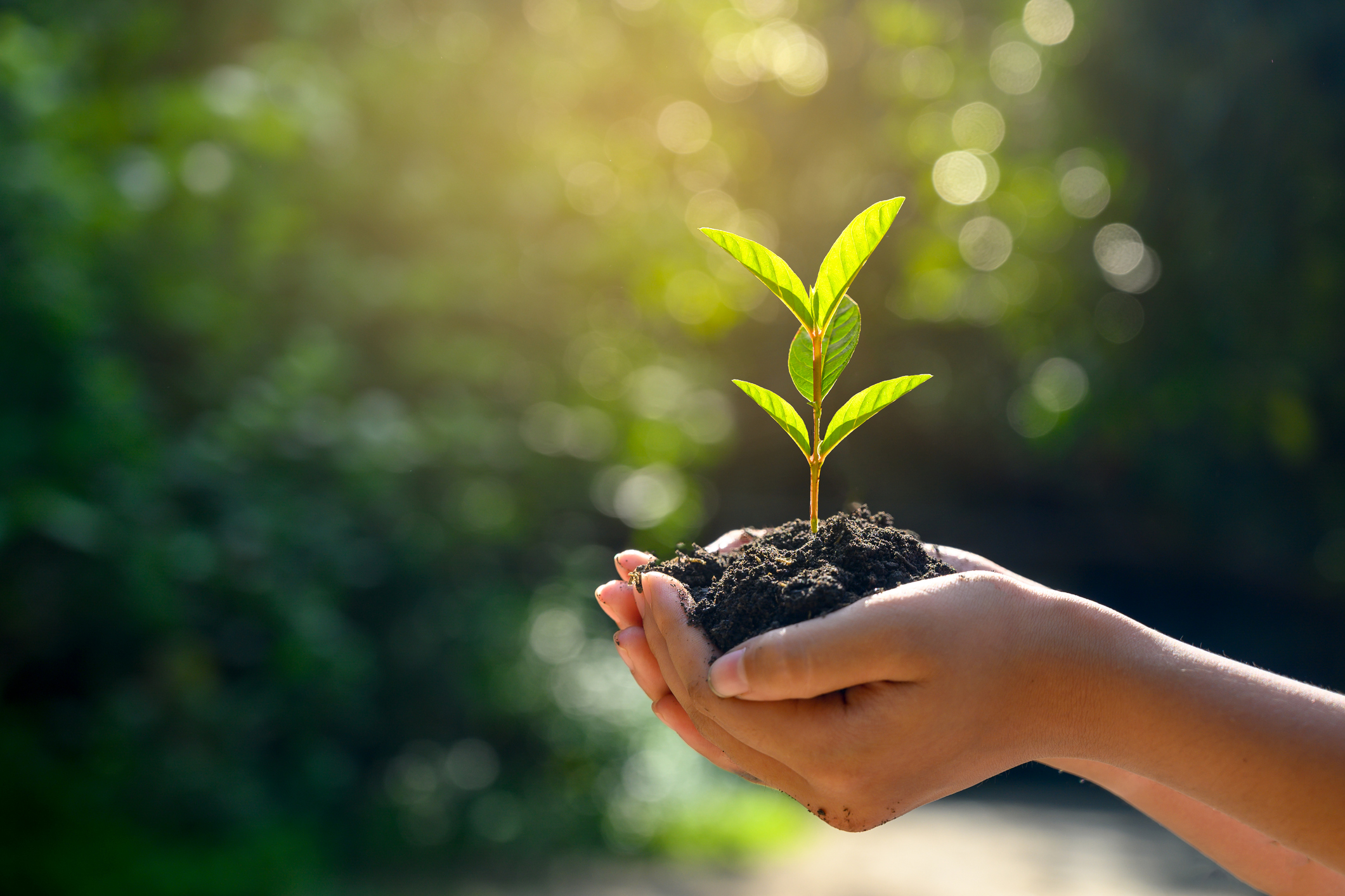 Hands cupping a bit of soil and a baby plant