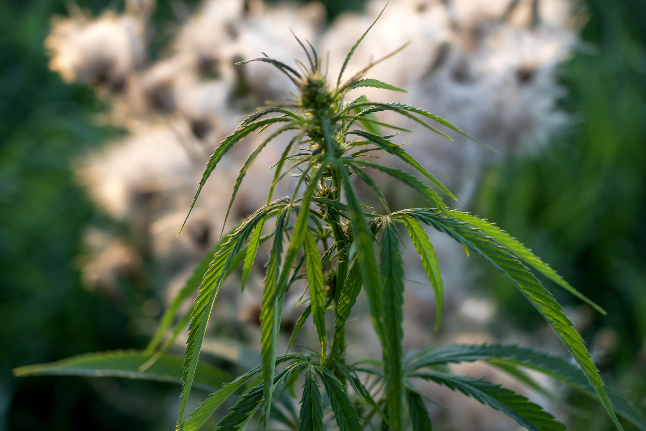 Cannabis plant growing in a field.