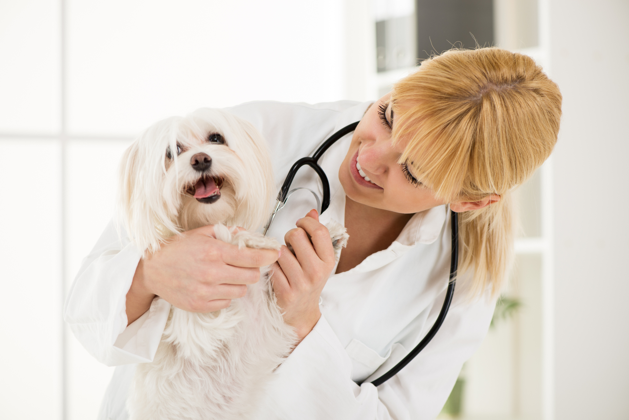 A veterinarian examining a happy white dog.