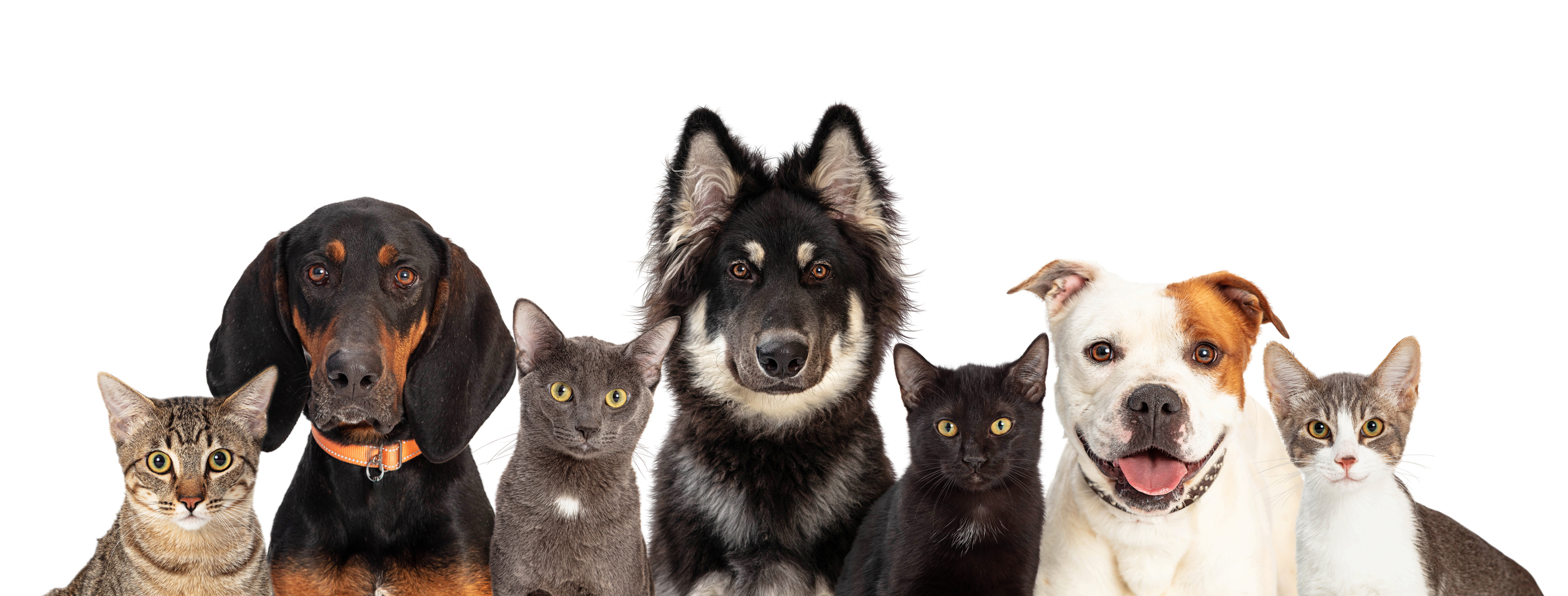 Dogsandcats