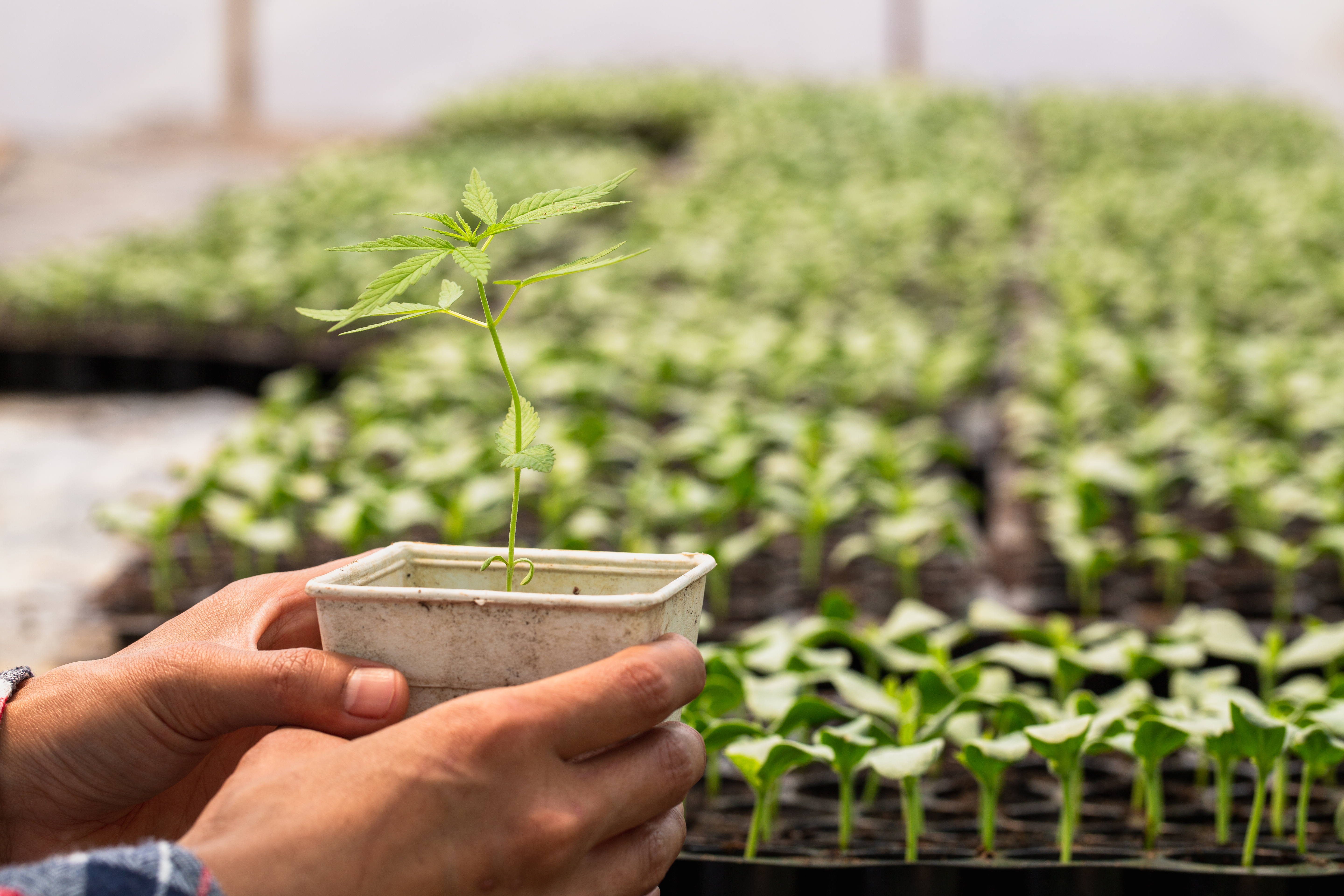 Farmer holding hemp seedling in greenhouse.