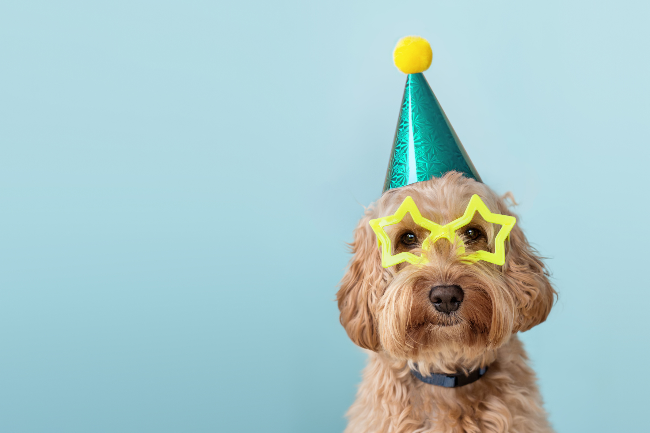 Dog with party hat and glasses on.