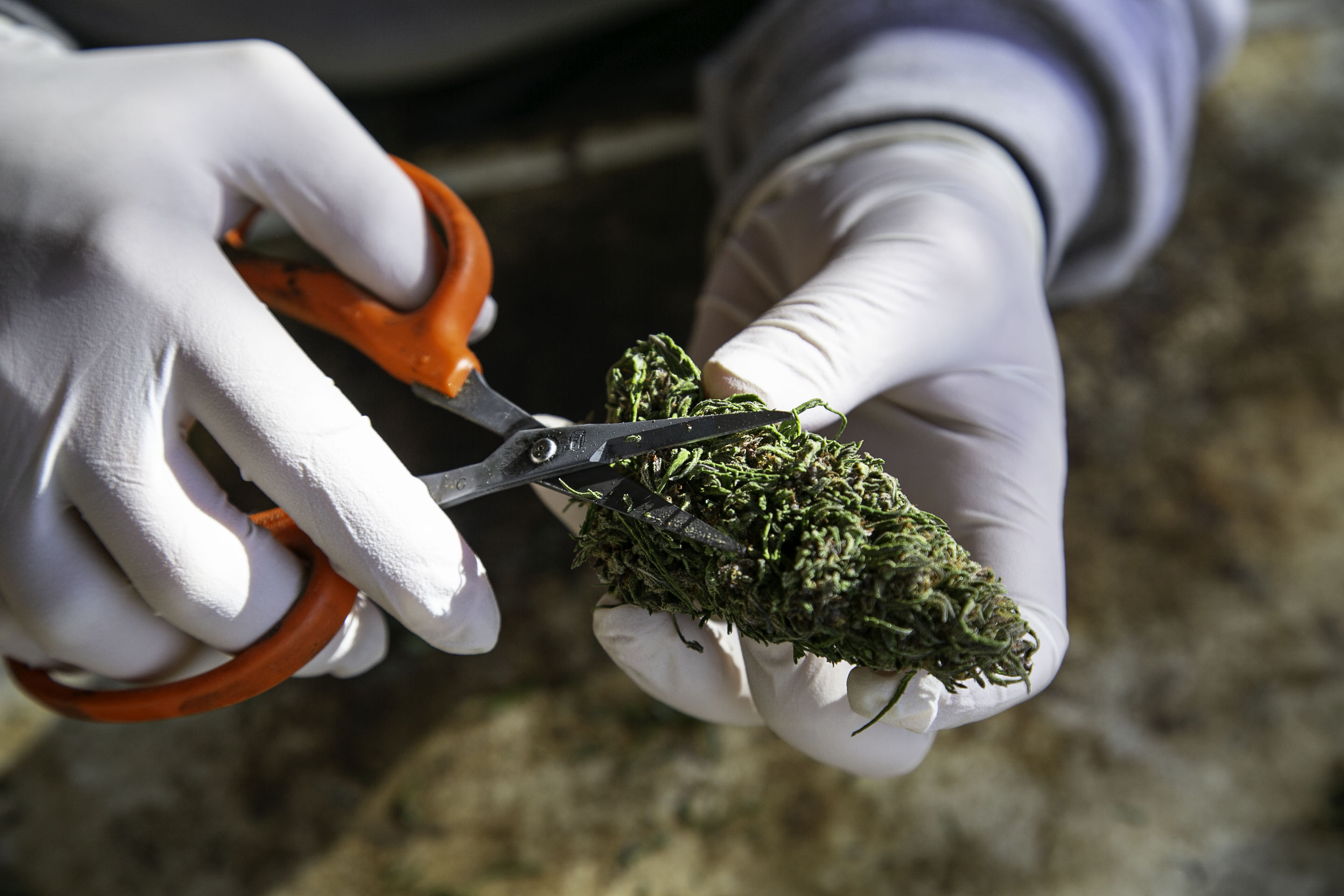 Marijuana flower being trimmed.