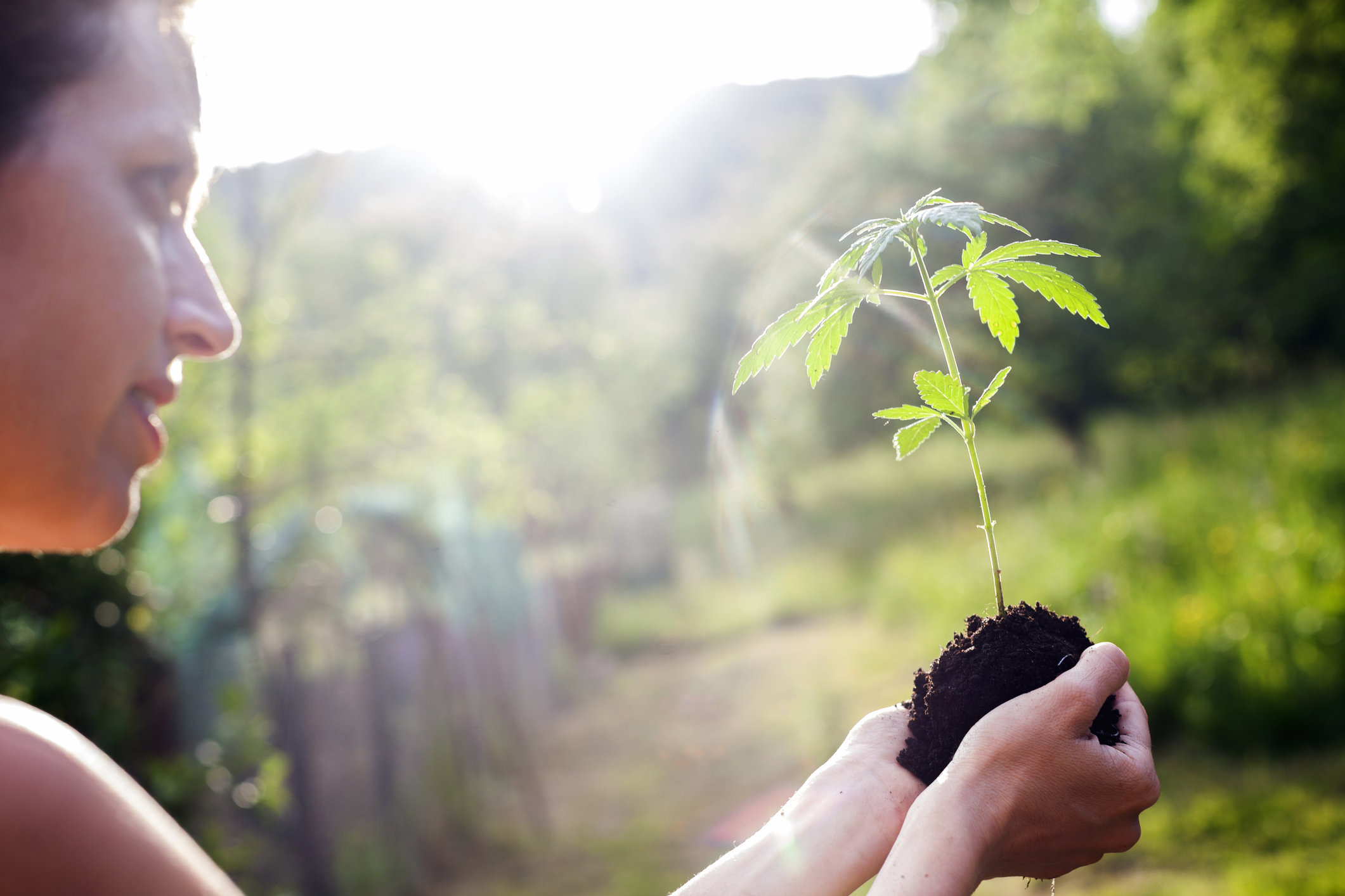 A woman holds a cannabis seedling.