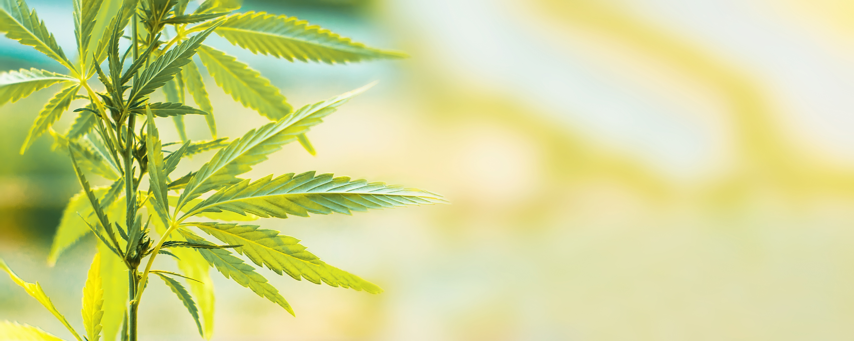 A marijuana leaf.